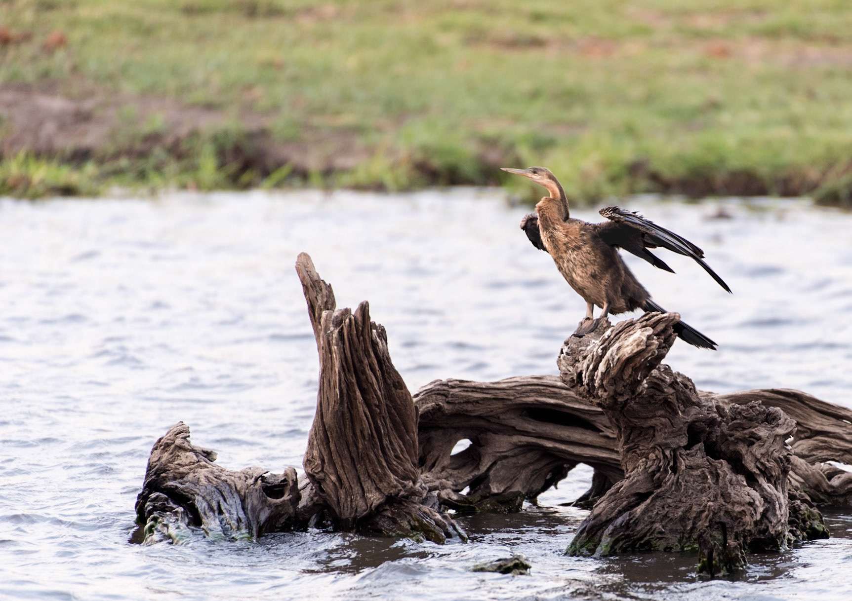 Botswana: African Darter (Anhinga rufa) Also called a Snake Bird. A common pose along the waterside spreading its wings and drying its feathers in the wind because its feathers (unlike most water birds) do not contain any oil and are not waterproof
