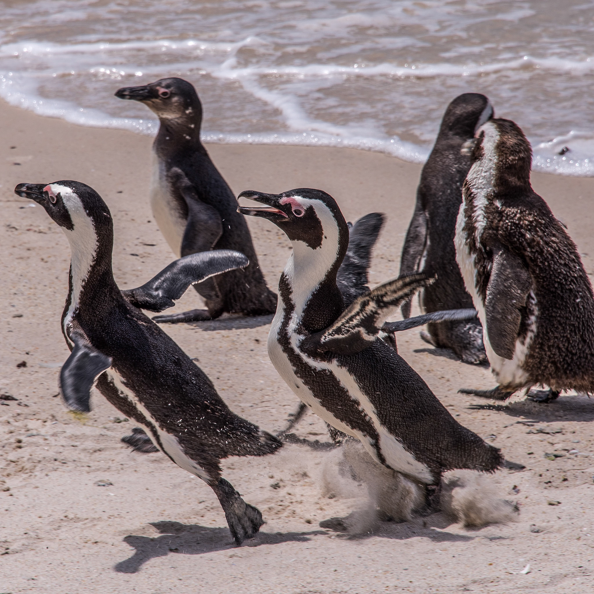 South Africa penguins appear to be racing on the --- BEECH ?? Yah it seemed odd but there were hundreds if not more.
