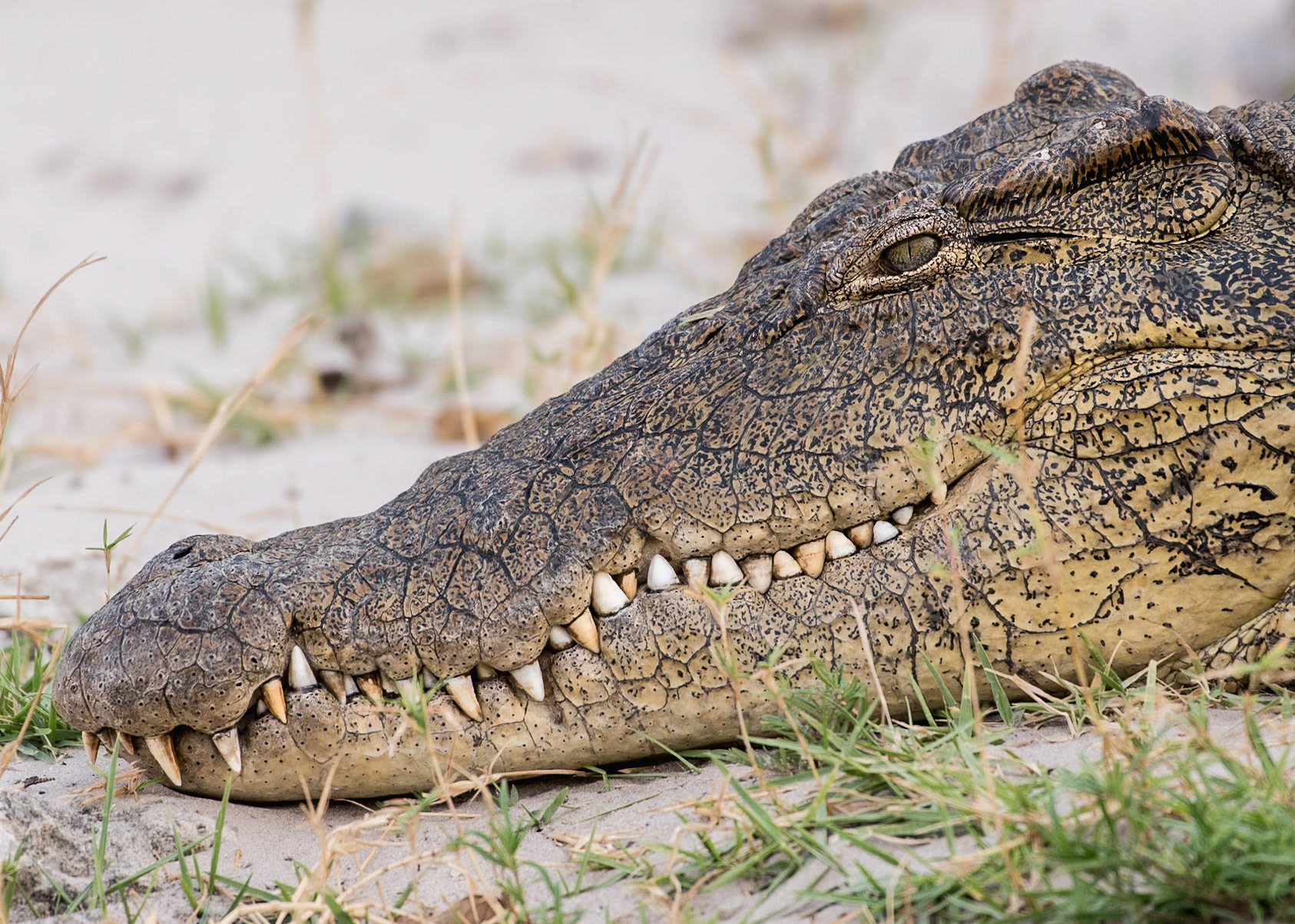 Nile Crocodile (Crocodylus niloticus)I'm still not sure if the croc is grinning to try and lure me closer - or - grinning because he's already pleasantly full :-O