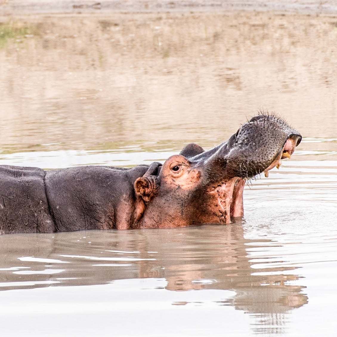 Part 3 of 9 of the sequence of a hippo yawning