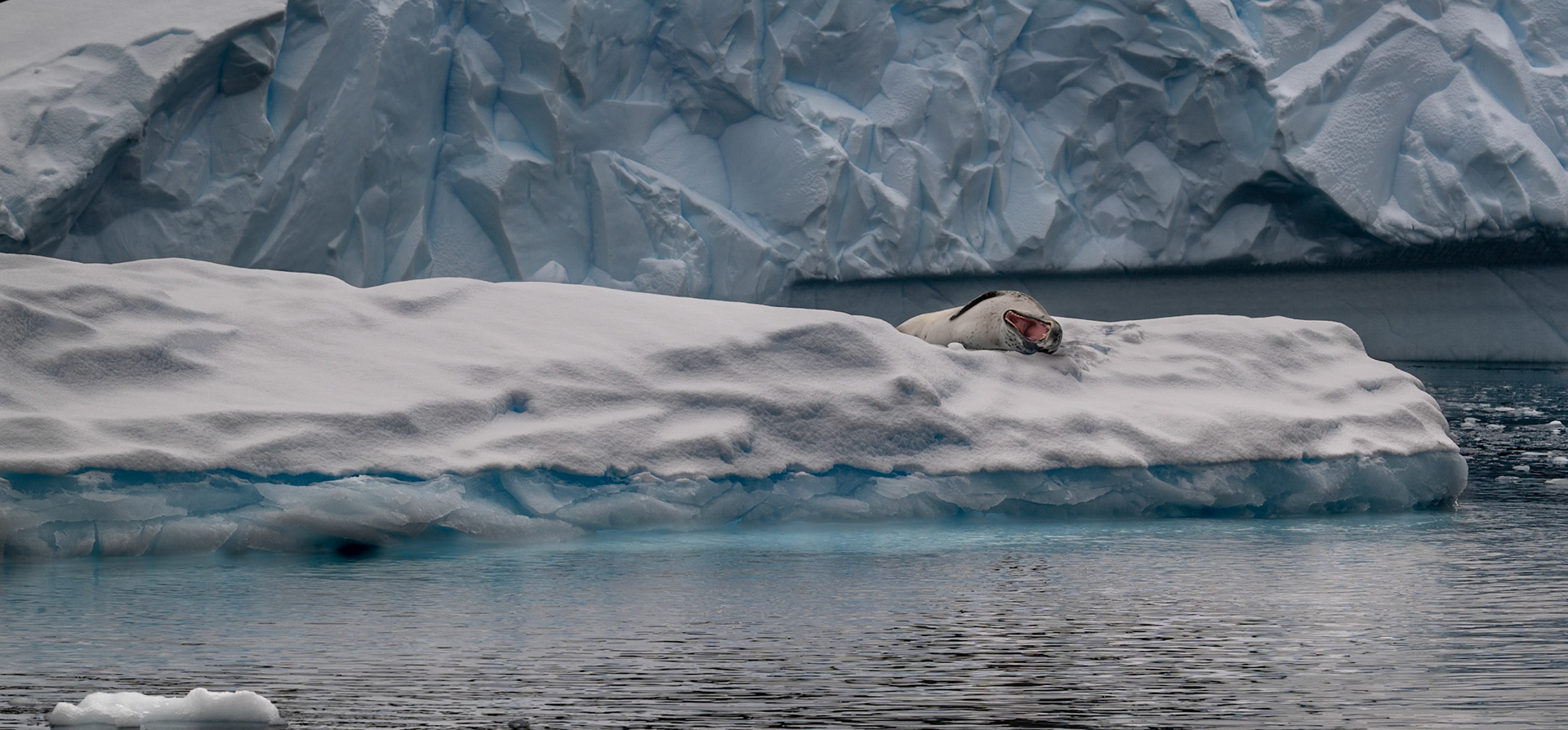 Leopard Seal (Hydrurga leptonyx) with a gaping yawn relaxing on the antartic ice.