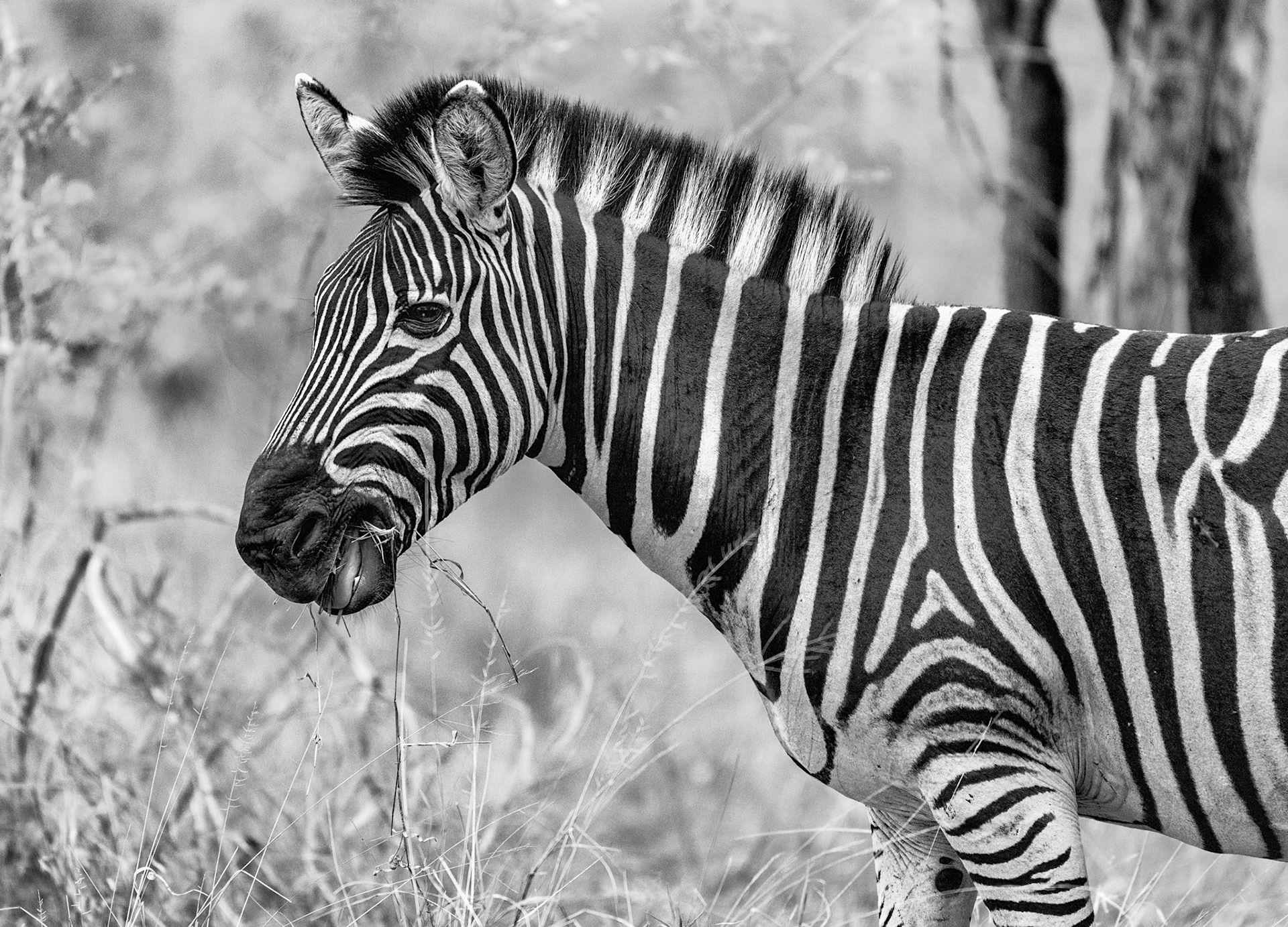 Zebra with a wink and smile as we tour Thornybush Game Preserve, South Africa