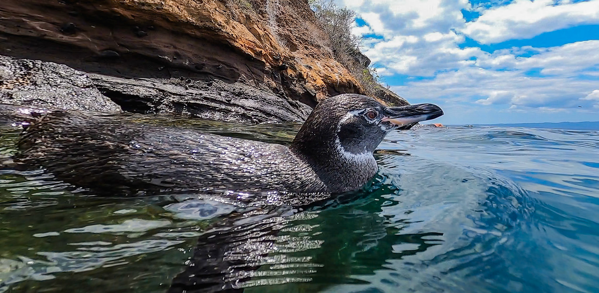 When swimming on the surface of the water, these vaguely resemble a loon or duck. They hang out close to shore and congregate on rocky outcrops They are definitely  unafraid of humans and they wandered right upon in the water. Check out the underwater shot just as thig one dove for dinner.