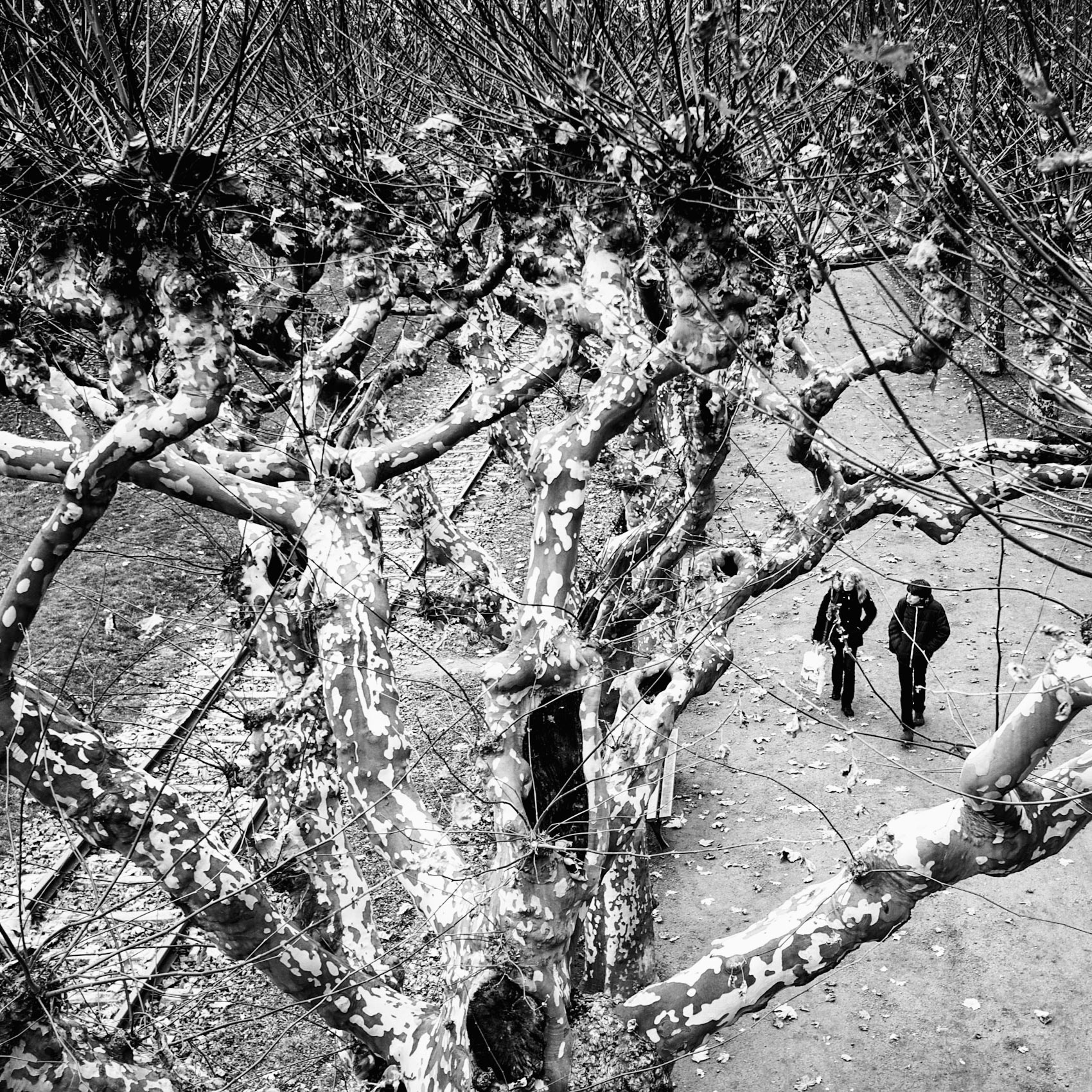 Looking down into the crown of London Planetrees which have seen heavy pollarding as a couple strolls through the park (Frankfurt Germany)