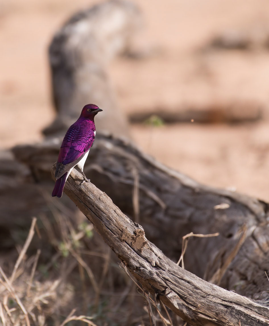 Male Violet-backed Starling (Cinnyricinclus leucogaster) The metalic sheen to the plumage is typical of the show boating males.