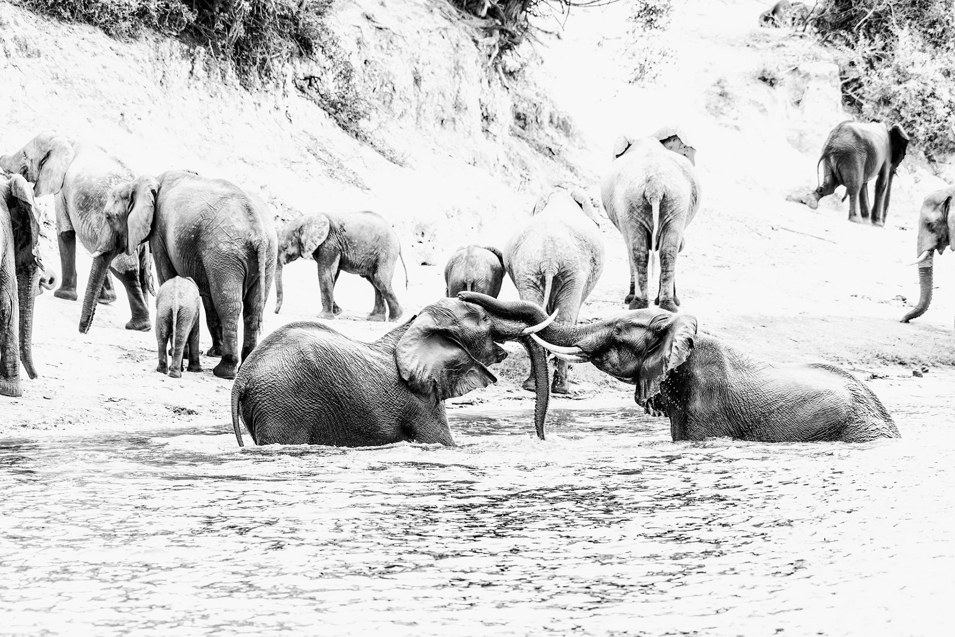 Playful SmileTwo young bulls continue to frolic in the Chobe River, Botswana, after the matriarch trumpets to leave.Asian and African elephants can be differentiated most easily by their ears, their head shape, and their tusks. African elephants have much larger ears that look sort of like the continent of Africa, while Asian elephants have smaller, round ears.  Both male and female African elephants can have tusks, but only male Asian elephants can grow them.