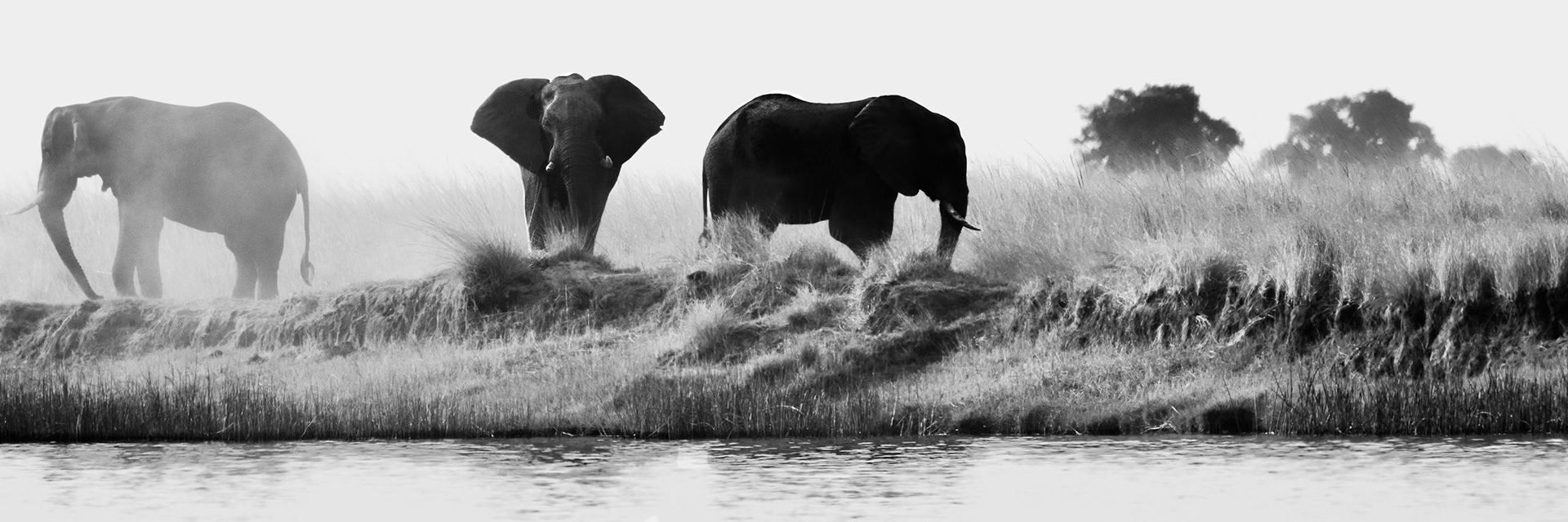 Three bull African Elephants on the Chobe River, Botswana. There can be little doubt these three bulls know they're large and in charge! I couldn't help but notice these 3 perfect profiles all exhibiting the forms of these these wonderful animals in all their grandeur. Left: kicking up dust to graze is highlighted by the setting sun. Center: fans his ears to cool himself with his side profile accented by the side light. The right one shows a wonderful silhouette with just a hint of light on it's ear and rump. I like that balance with the 3 distant trees