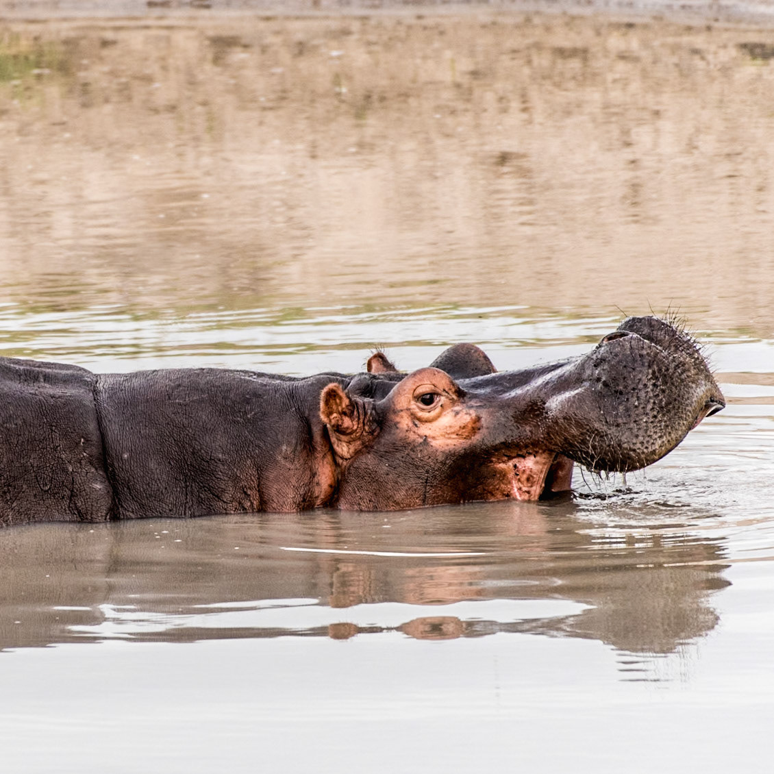 Part 2 of 9 of the sequence of a hippo yawning