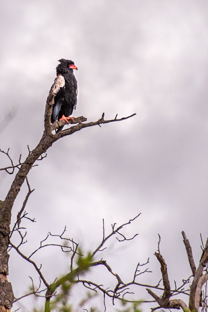 Bateleur (Terathopius ecaudatus) The only member of the genus 'Terathopius' and may be the origin of the "Zimbabwe Bird", the national emblem of Zimbabwe.