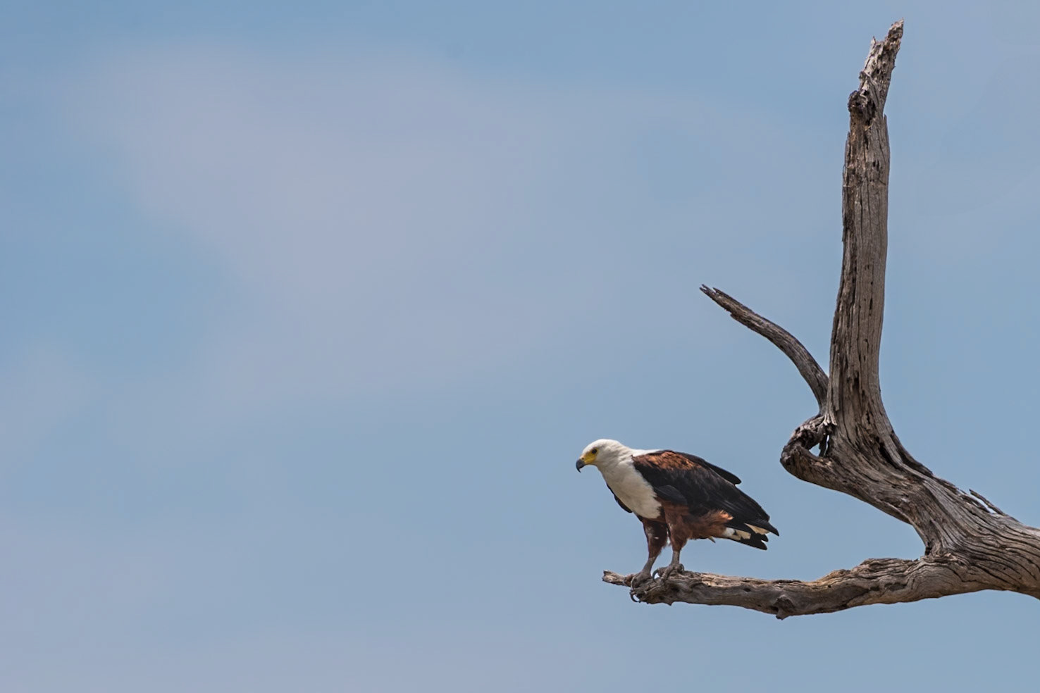 Botswana: African Fish Eagle (Haliaeetus vocifer)