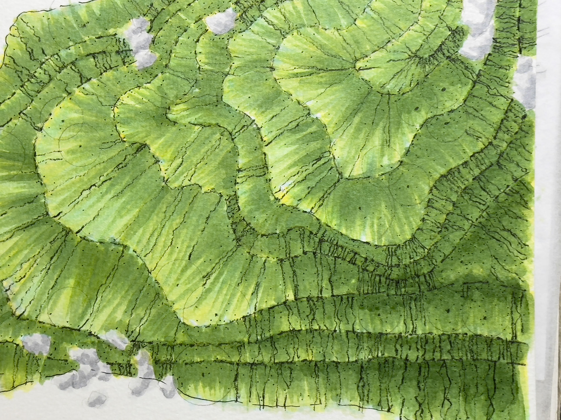 roughing in where some trees might go