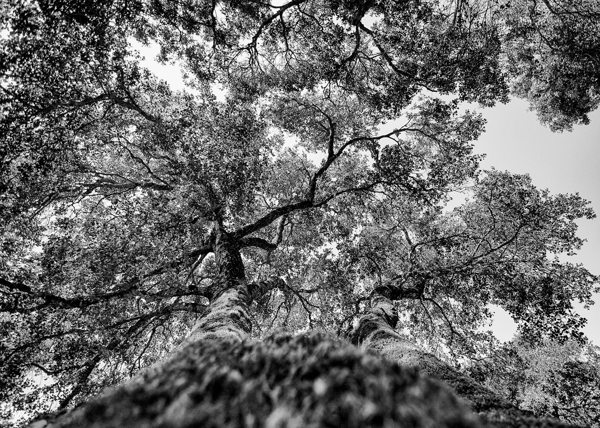 Big Tree at the entry to Ledson Mansion Winery in California