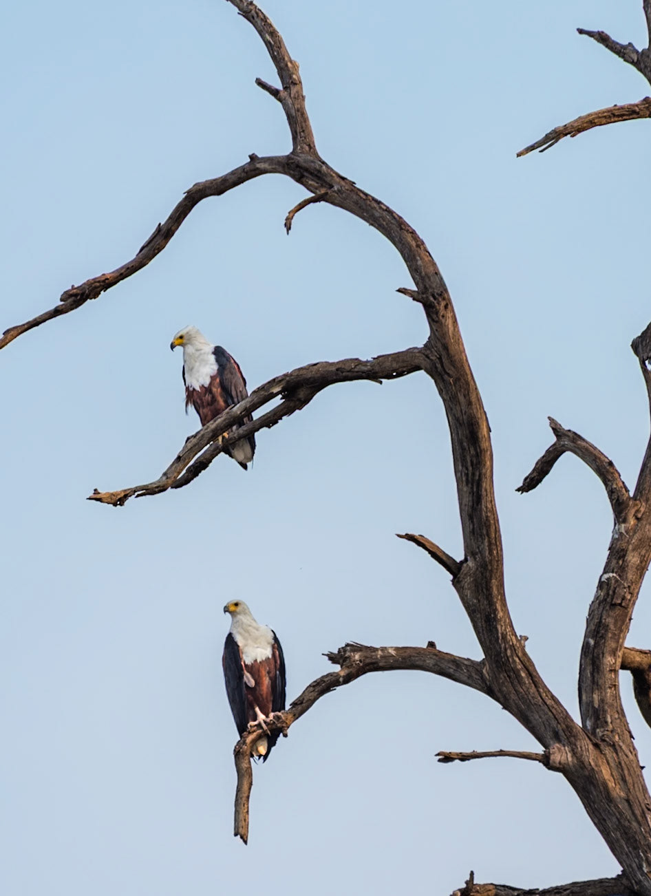 African Fish Eagle (Haliaeetus vocifer)