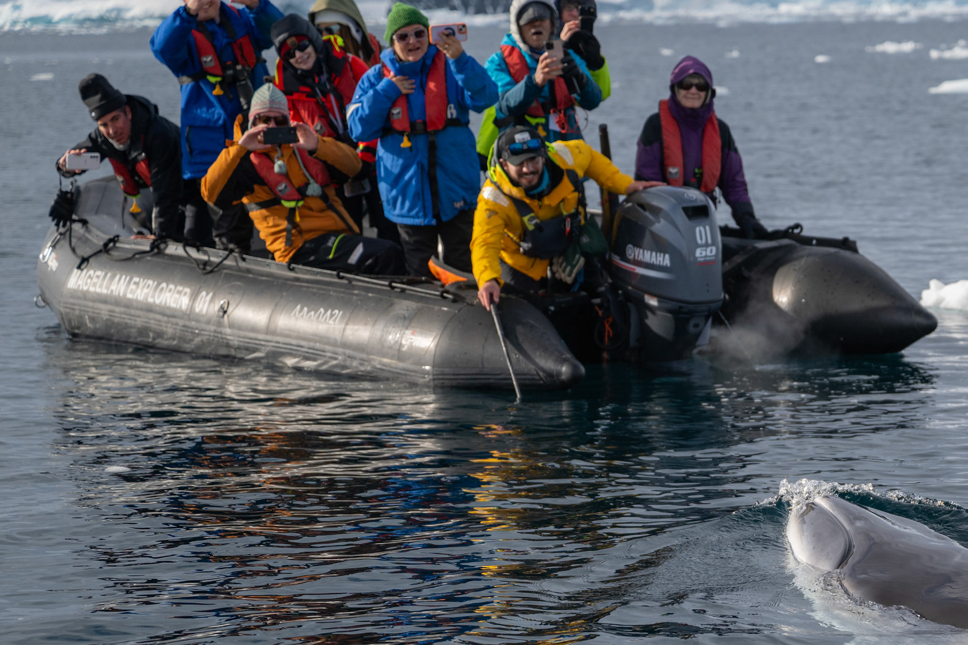 An Antarctic Minke Whale (Balaenoptera bonaerensis) plays amoung several zodiaks