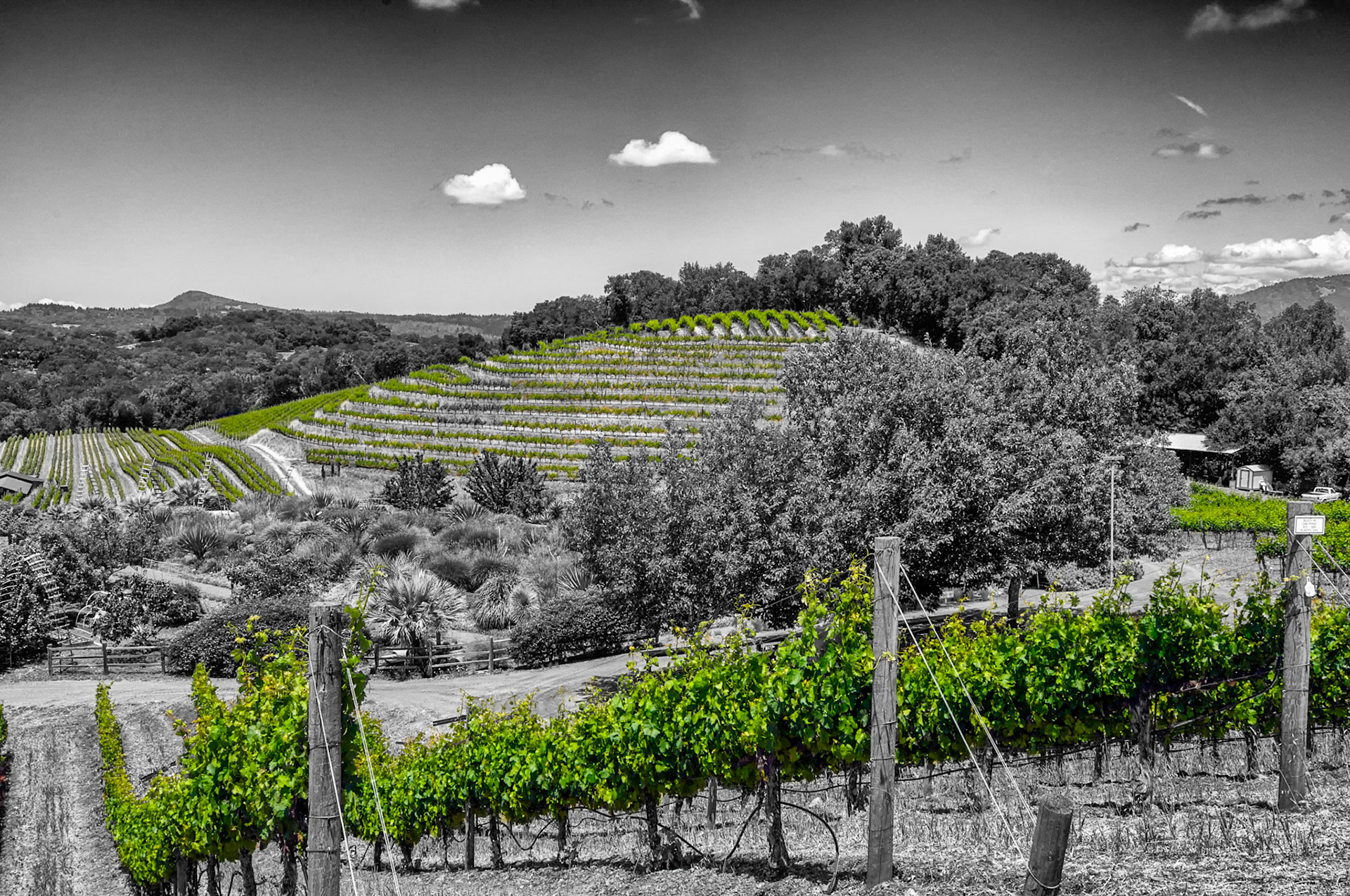 Vineyard in the rolling hills of Benziger Winery