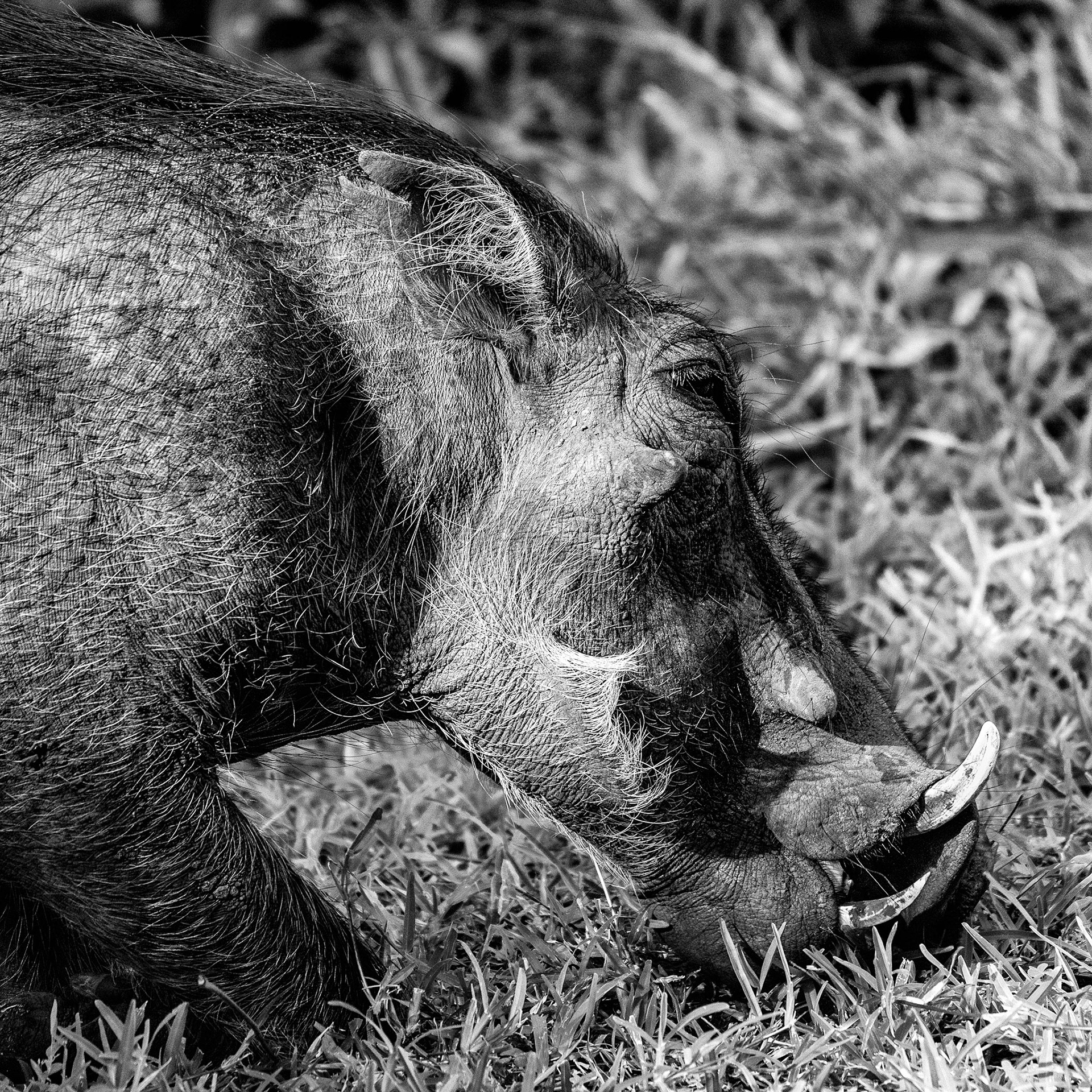 Somehow those tusks don't make me feel like getting much closer as the warthog grazes. Oddly - they wander everywhere, even serve as excellent lawn mowers within the game lodge perimetres and never paid us any mind.