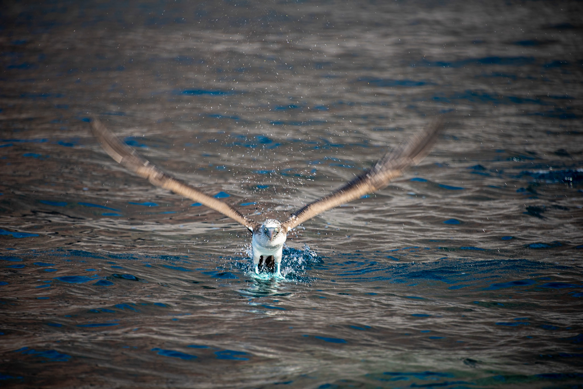 Sula nebouxii cleared for takeoff