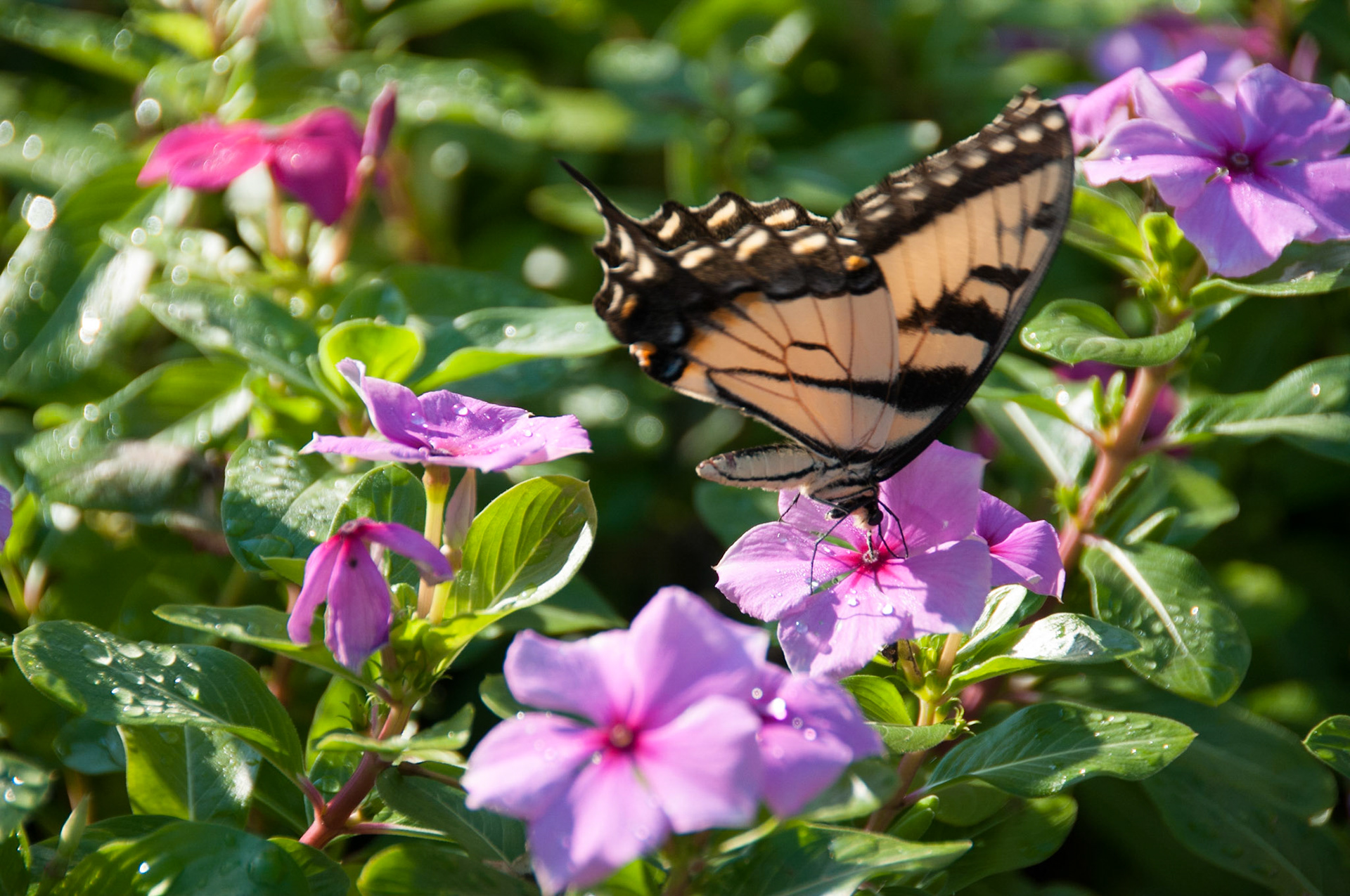 Feeding Butterfly