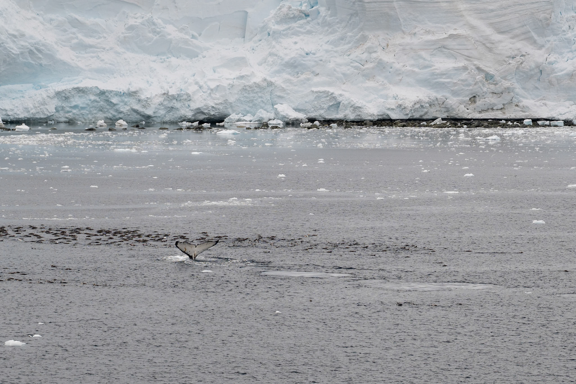 a humpback whale amoungst a raft of penguins