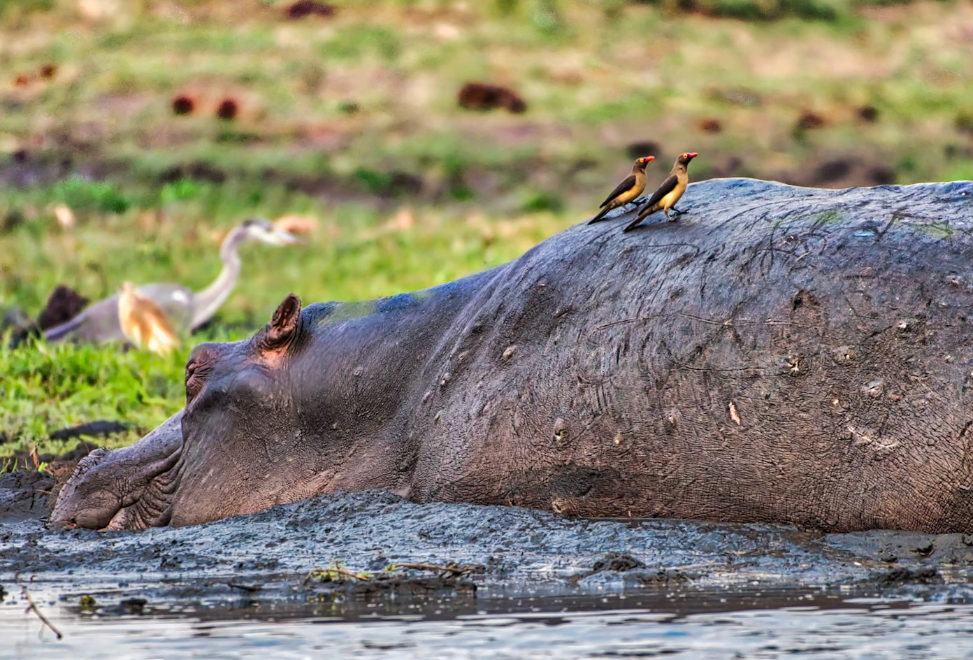 Huberta The Hippopotamus enjoying a mud bath in the evening light on the Chobe River, Botswana, while the Red-Billed Oxpecker (Buphagus erythrorynchus) enjoy their view.