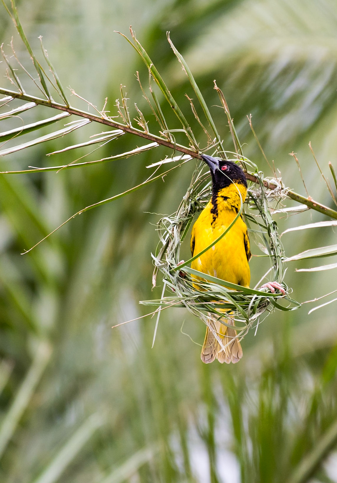 Southern Masked Weaver (Ploceus velatus)The acrobatics involved in building the nests are impressive. Here's a few shots of that process.