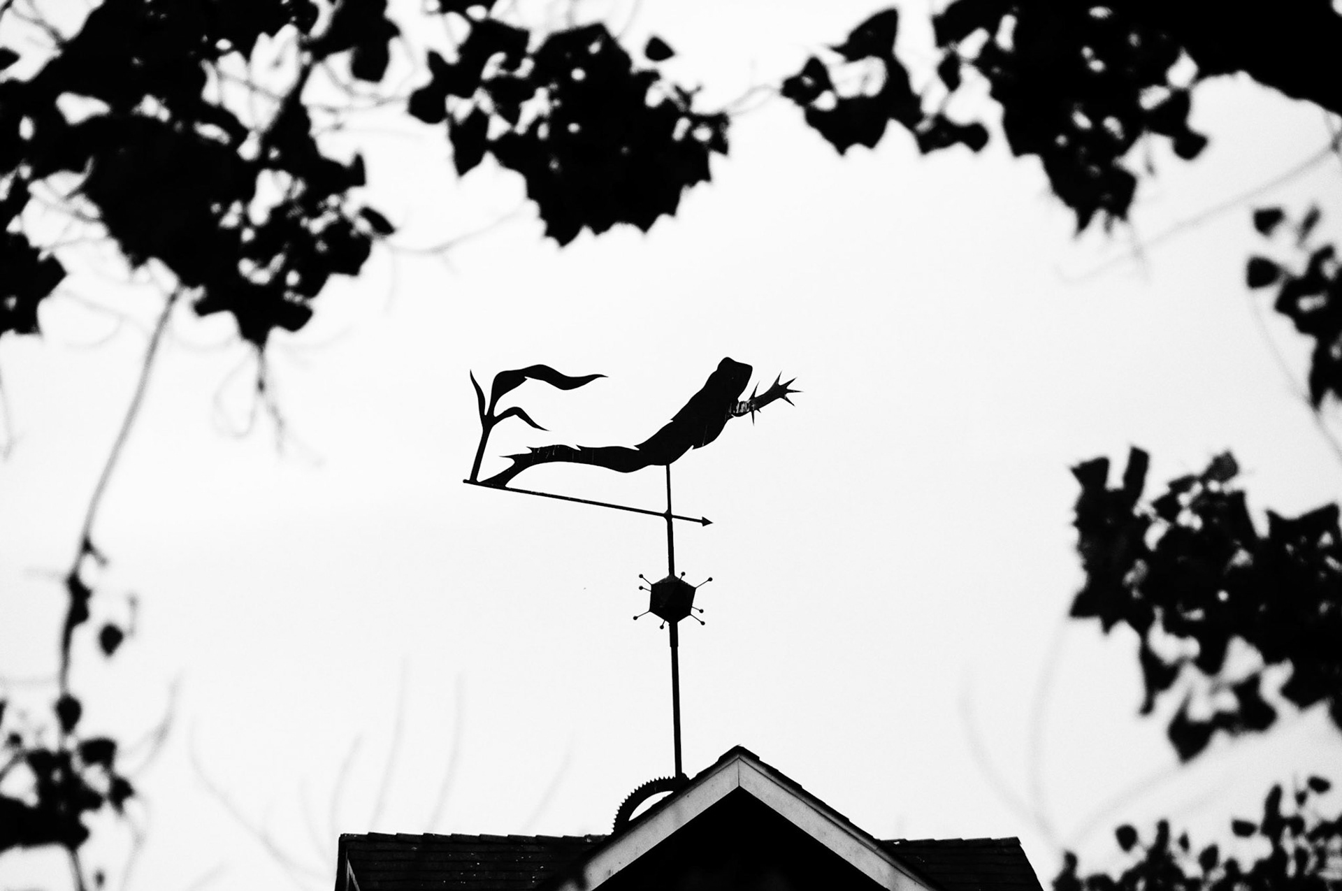 Frogs Leap Winery, Napa California