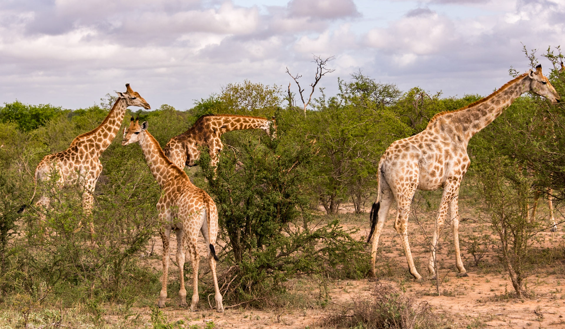 A small tower of giraffes enjoying a snack in Thorny Bush Wildlife Preserve.