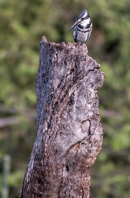 Checking out the buffet along the Chobe River. They spend most of the day perching on a branch overlooking the river searching for food and resting, but every couple of minutes they will take to the sky and hover in place for a couple of seconds before dive-bombing into the river.