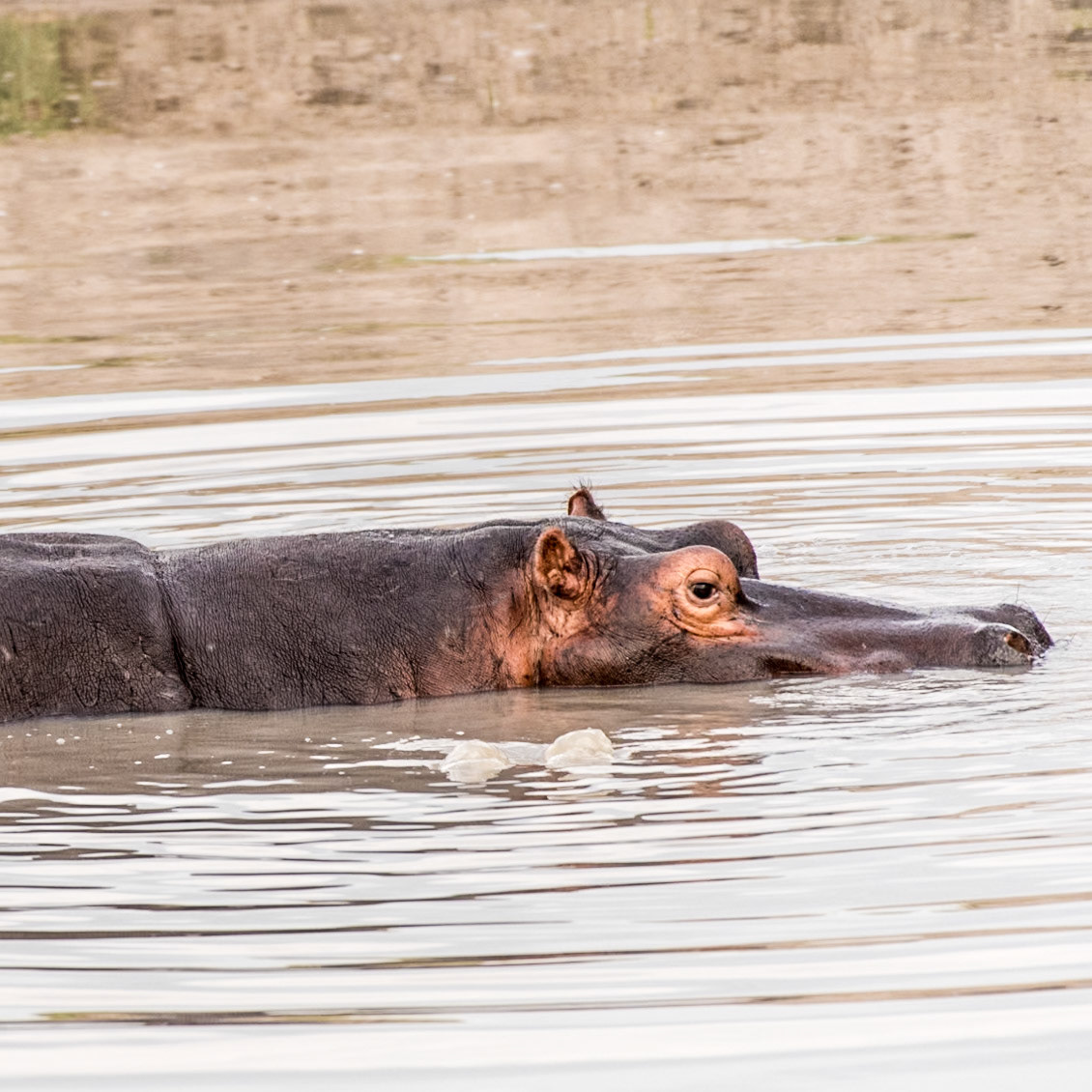 Part 9 of 9 of the sequence of a hippo yawning