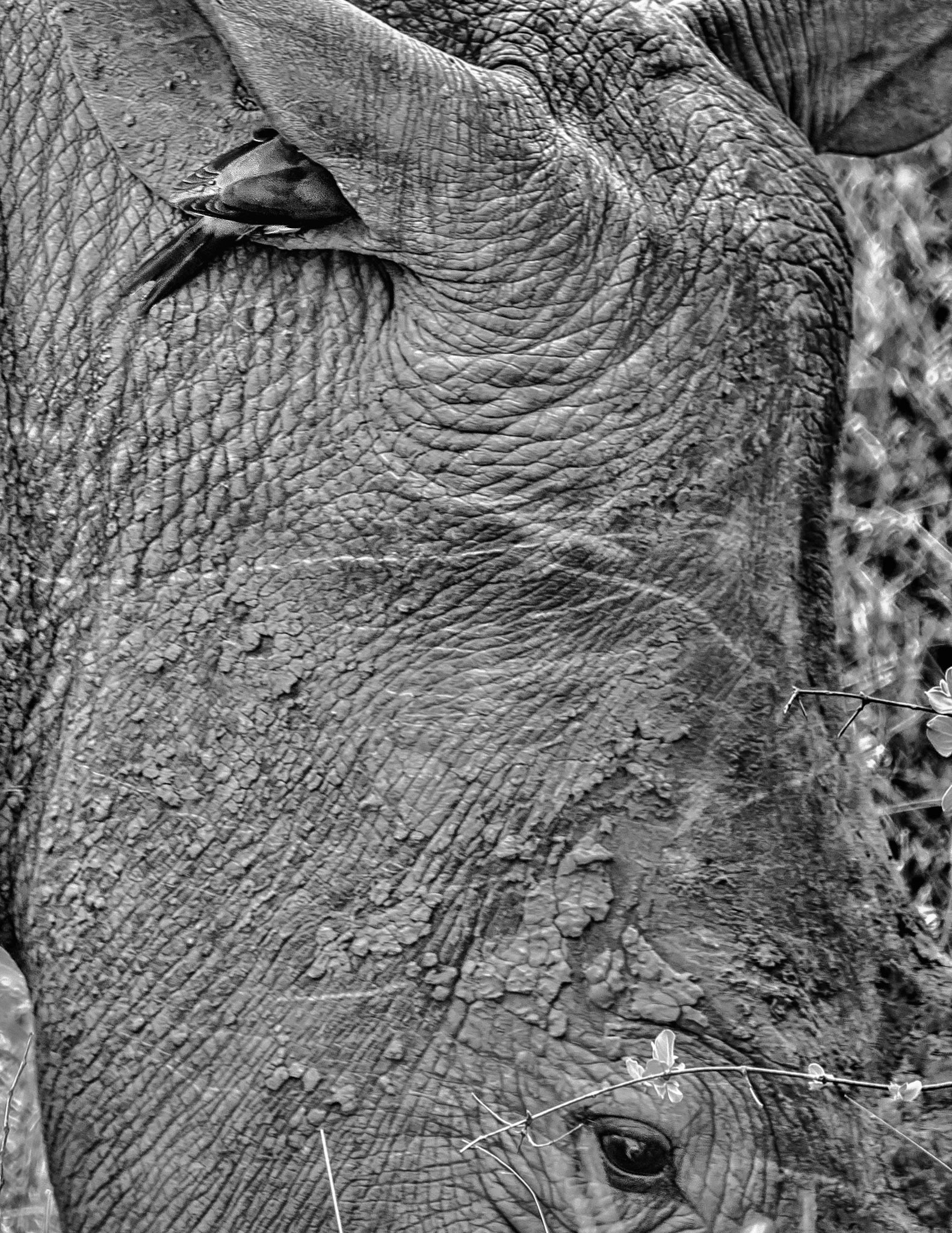 An Oxpecker whispers sweet nothings into the ear of a White Rhino in Thornybush Game Preserve, South Africa