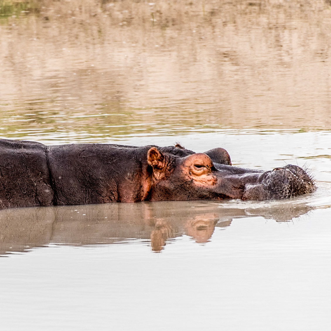 A hippo gets ready for a big yawn. The camera motor drive did it's job! Check out these 9 images to was the worlds largest lawn!