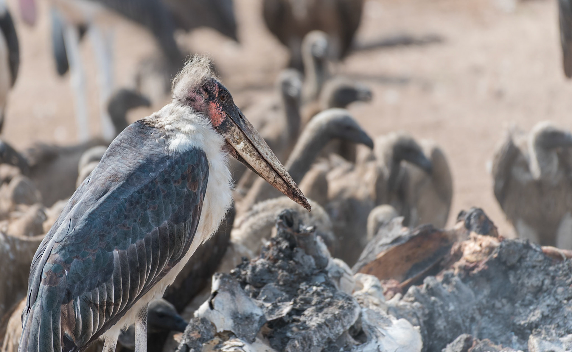 Botswana - Marabou Stork (Leptoptilos crumenifer)