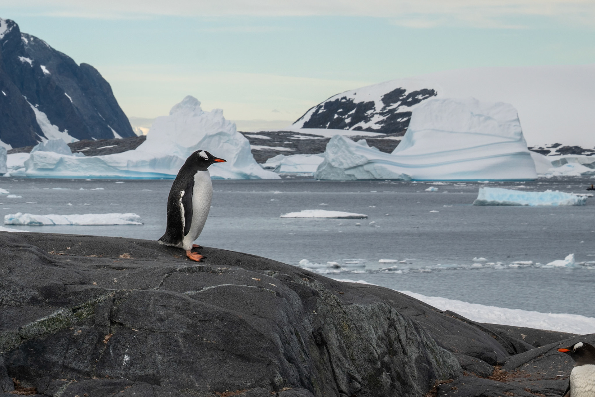Gentoo Penguin enjoying the view. His buddy bottom right photo bombed his kodak moment :-D LOL