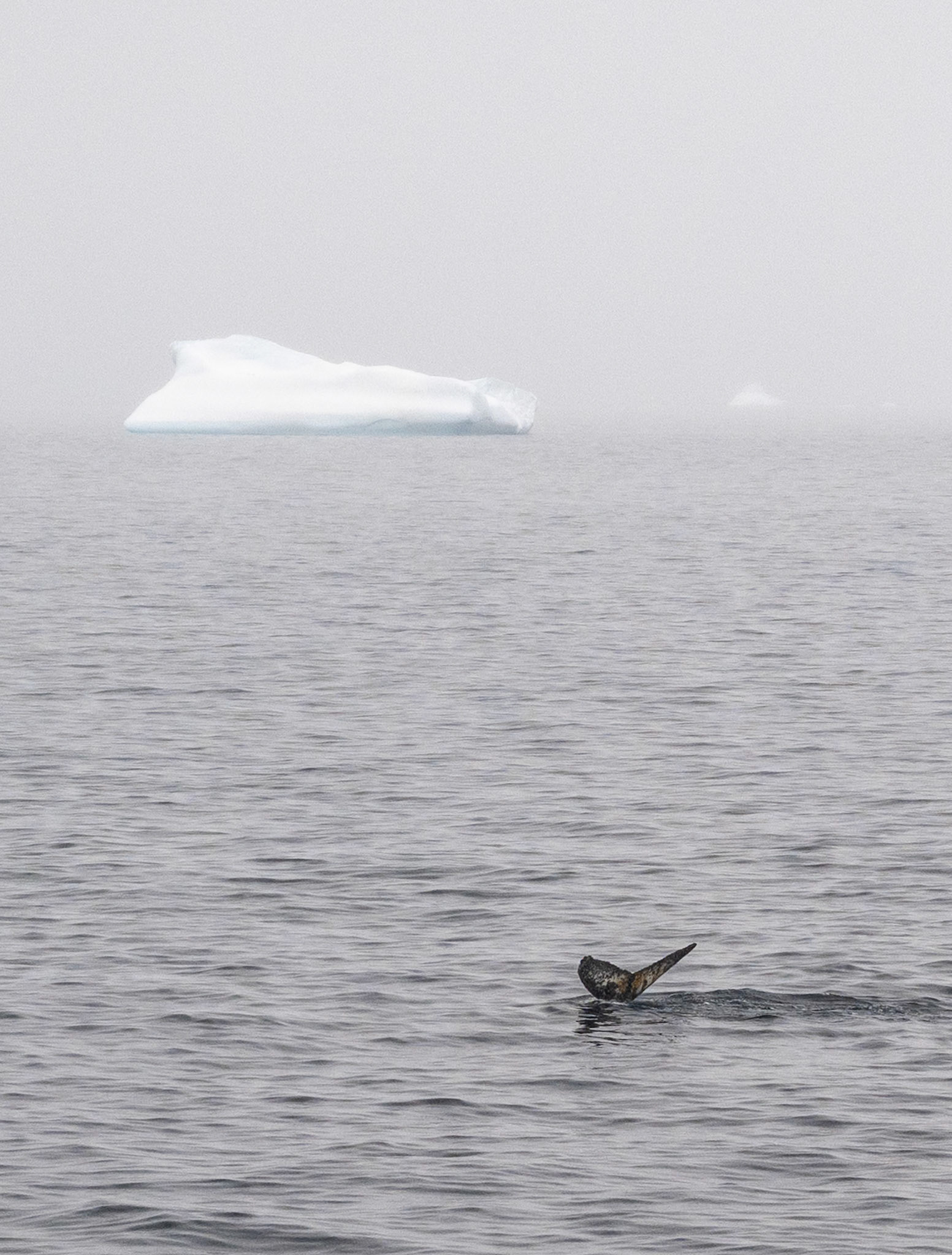 We had numerous humpback whale sightings during our trip