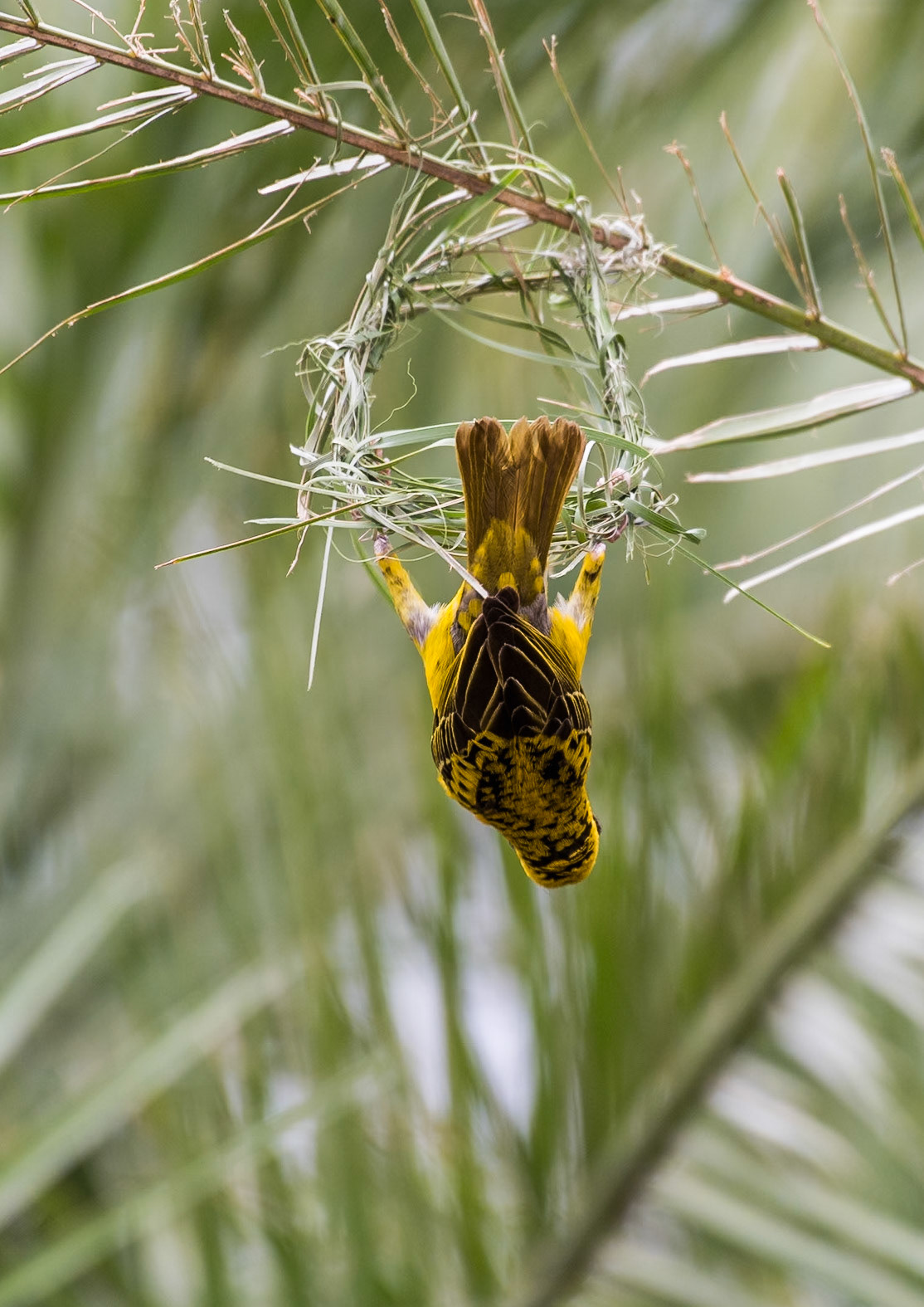 Southern Masked Weaver (Ploceus velatus)The acrobatics involved in building the nests are impressive. Here's a few shots of that process.