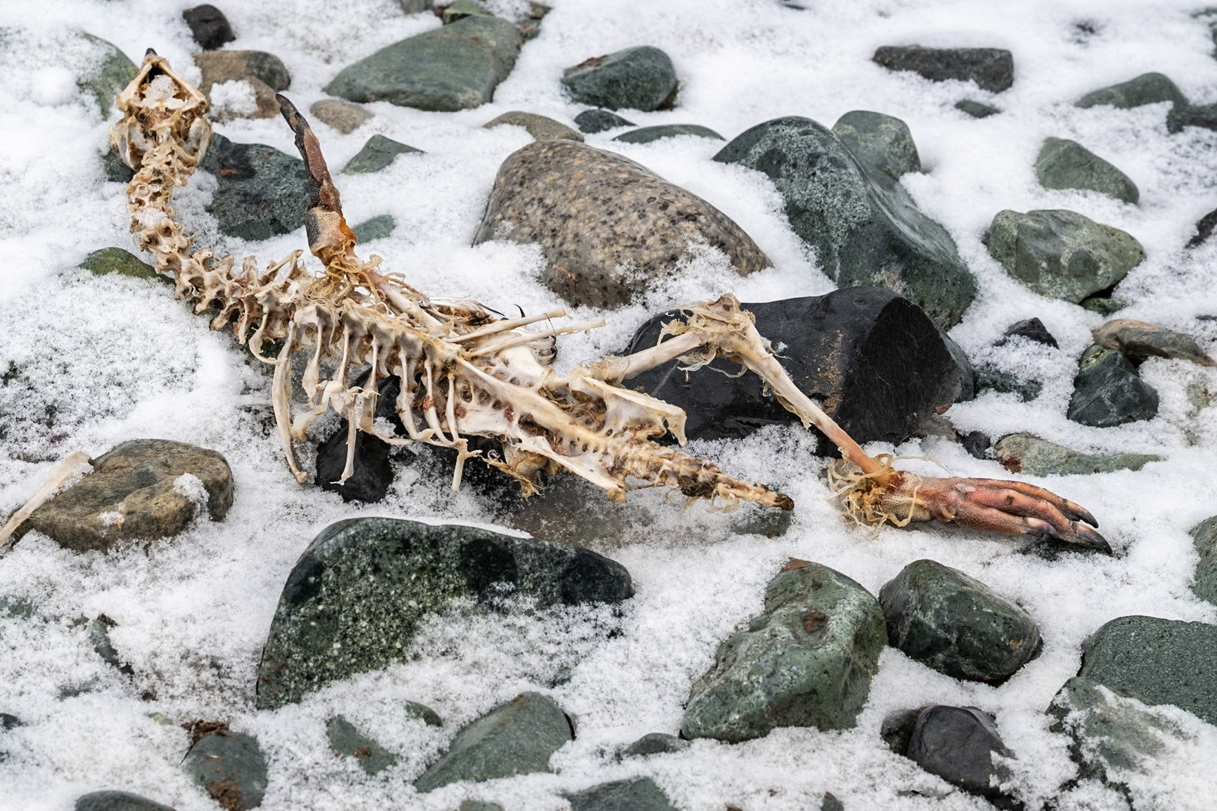 My first penguin photo in Antartica. Sadly, not enough features to make a positive ID as to specific species.