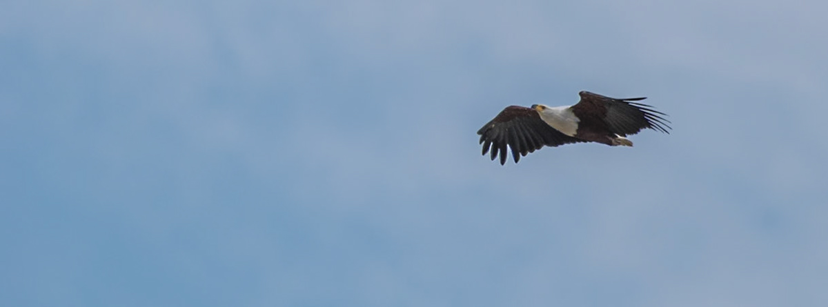 Botswana: African Fish Eagle (Haliaeetus vocifer)