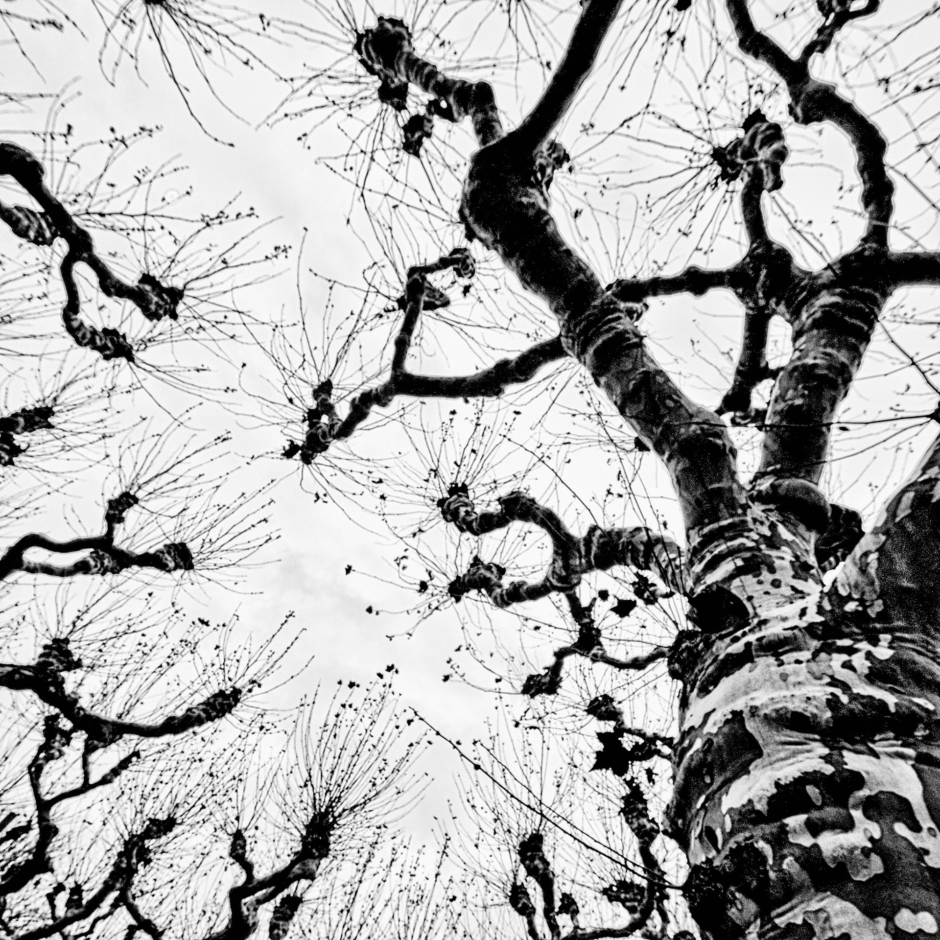 ooking up into the heavy pollarding of these London Planetrees is an almost alien experience. Just one more reason why fall/winter is an interesting time to shoot landscapes.