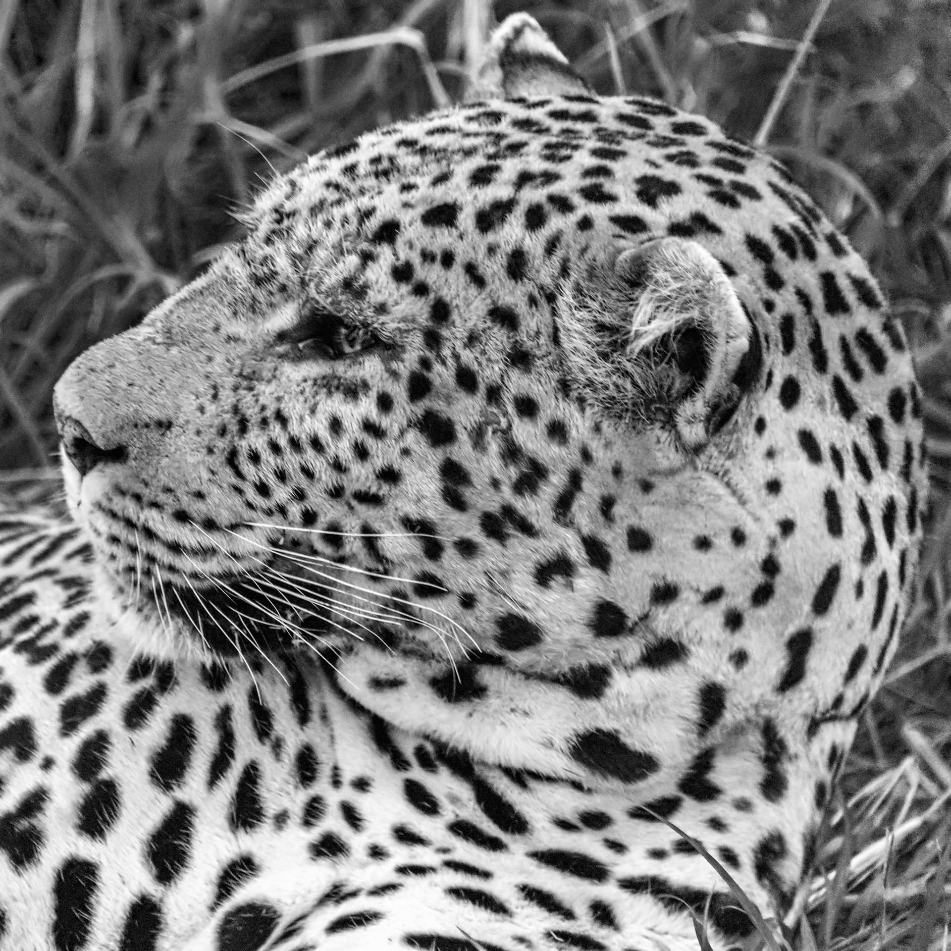 A leopard relaxes post feast - glad I wasn't the main course,