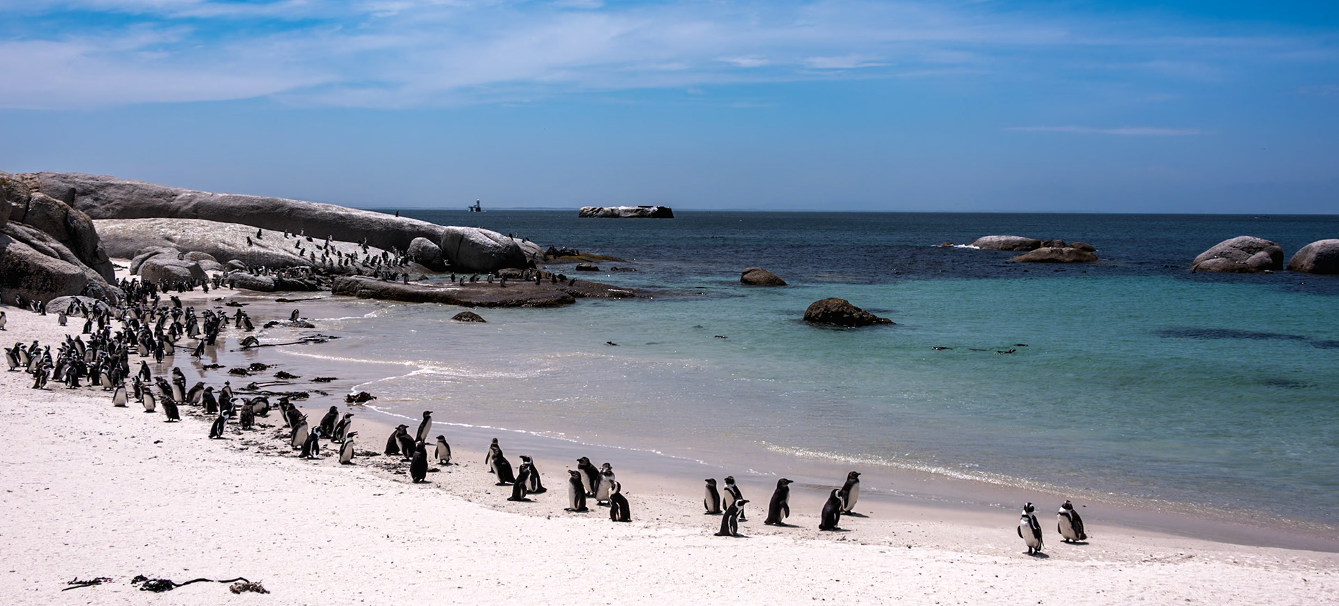 The African penguin (Spheniscus demersus), also known as Cape penguin or South African penguin, is a species of penguin confined to southern African waters.Who wouldn't want to be spending their time on a beach in Cape Town, South Africa! I still think it's odd to see penguins in warm climates like South Africa, or the Galapagos Islands - but hey - why not - there are plenty of fish to eat and who doesn't enjoy hanging out on the beach or in warm South Pacific water.