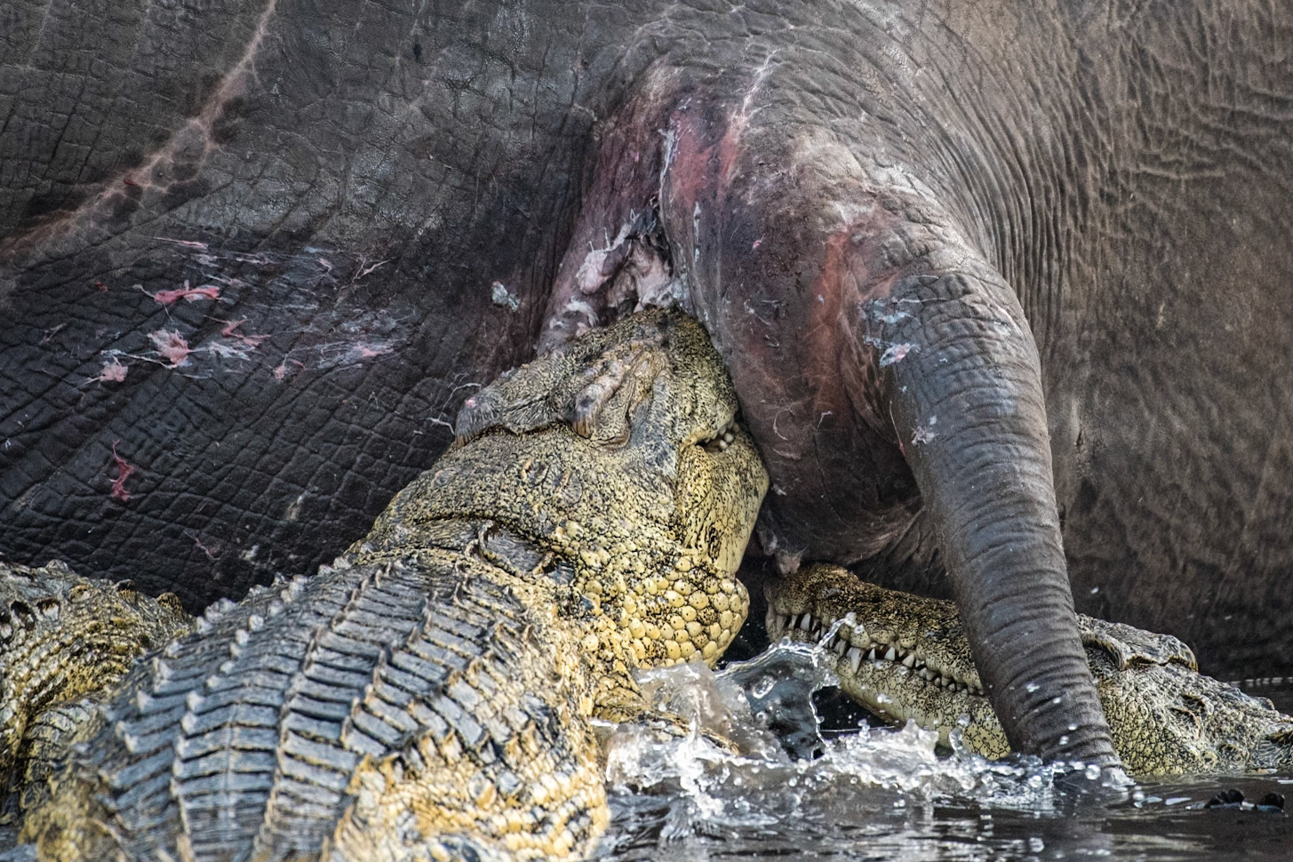 There has been an age old question: "How do you eat an elephant?"Nile Crocodile (Crocodylus niloticus)