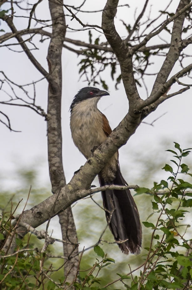 South Africa - Burchell's Coucal (Centropus burchellii). A large, robust, ungainly cuckoo with a song that's a deep descending bubbling series, “bu-bu-bu bu bu bu bu”
