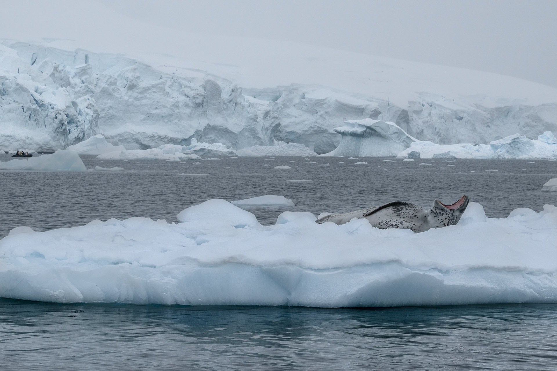 Leopard Seal - Hydrurga leptonyx. Nice teeth... I wonder if he had a dental plan :-P