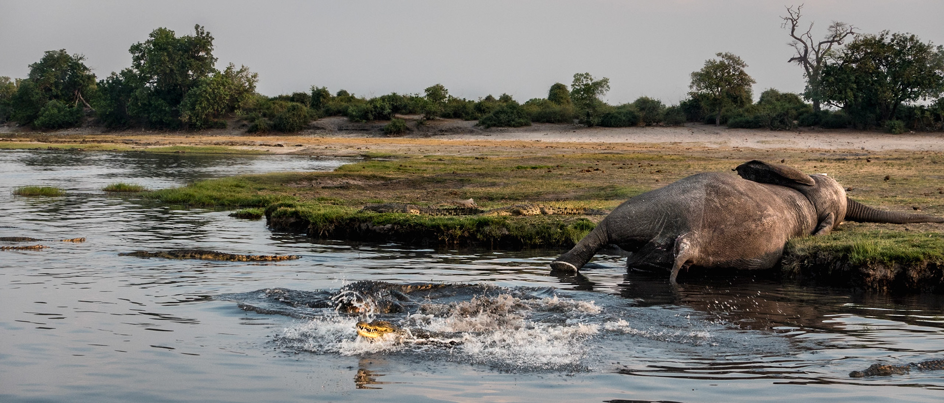 An elephant died on the banks of the Chobe River (natural causes, not attached by crocodile), and the subsequent cycle of life commences. We watched the crocodiles feed over the next few days as their numbers grew.Nile Crocodile (Crocodylus niloticus)