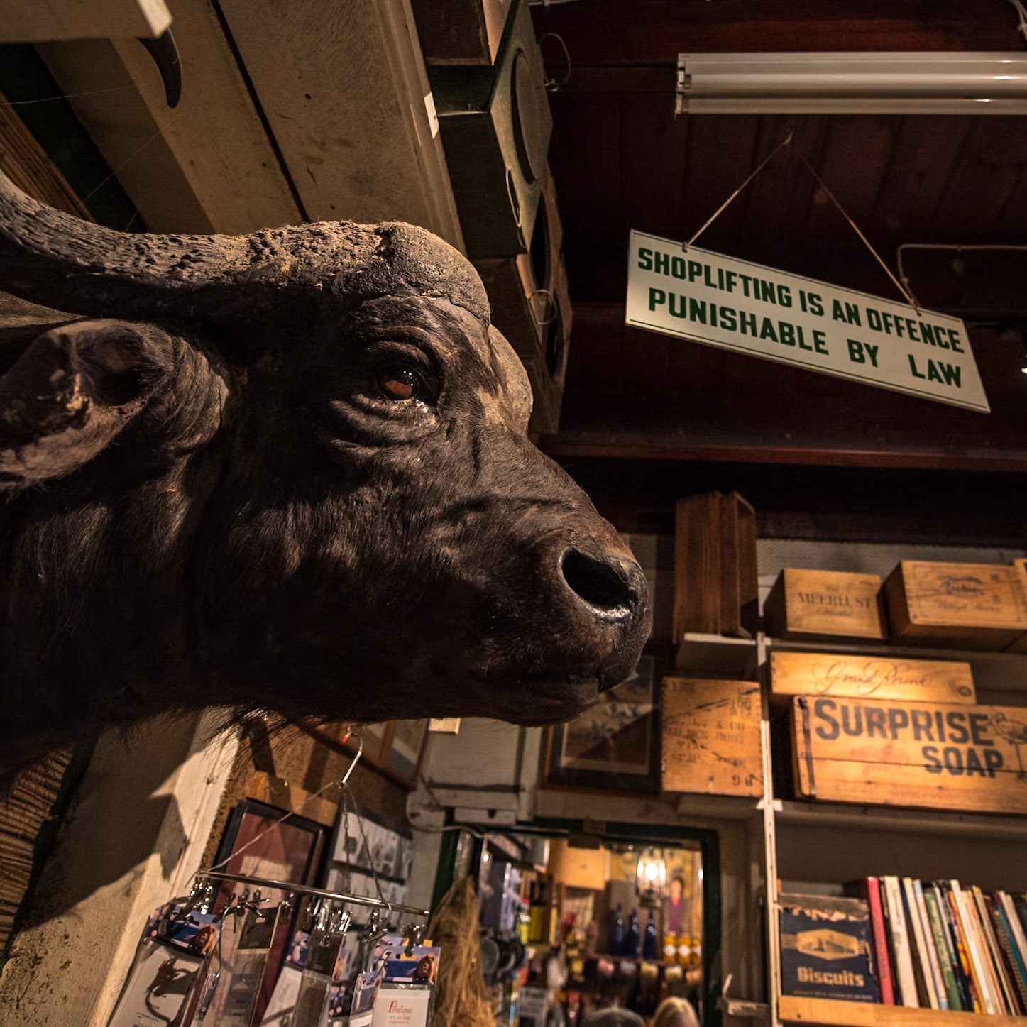 Shoplifting punishment does in fact seem severe! I wonder what the waterbuffalo stoke to warrant getting its head mounted on the wall! :-O