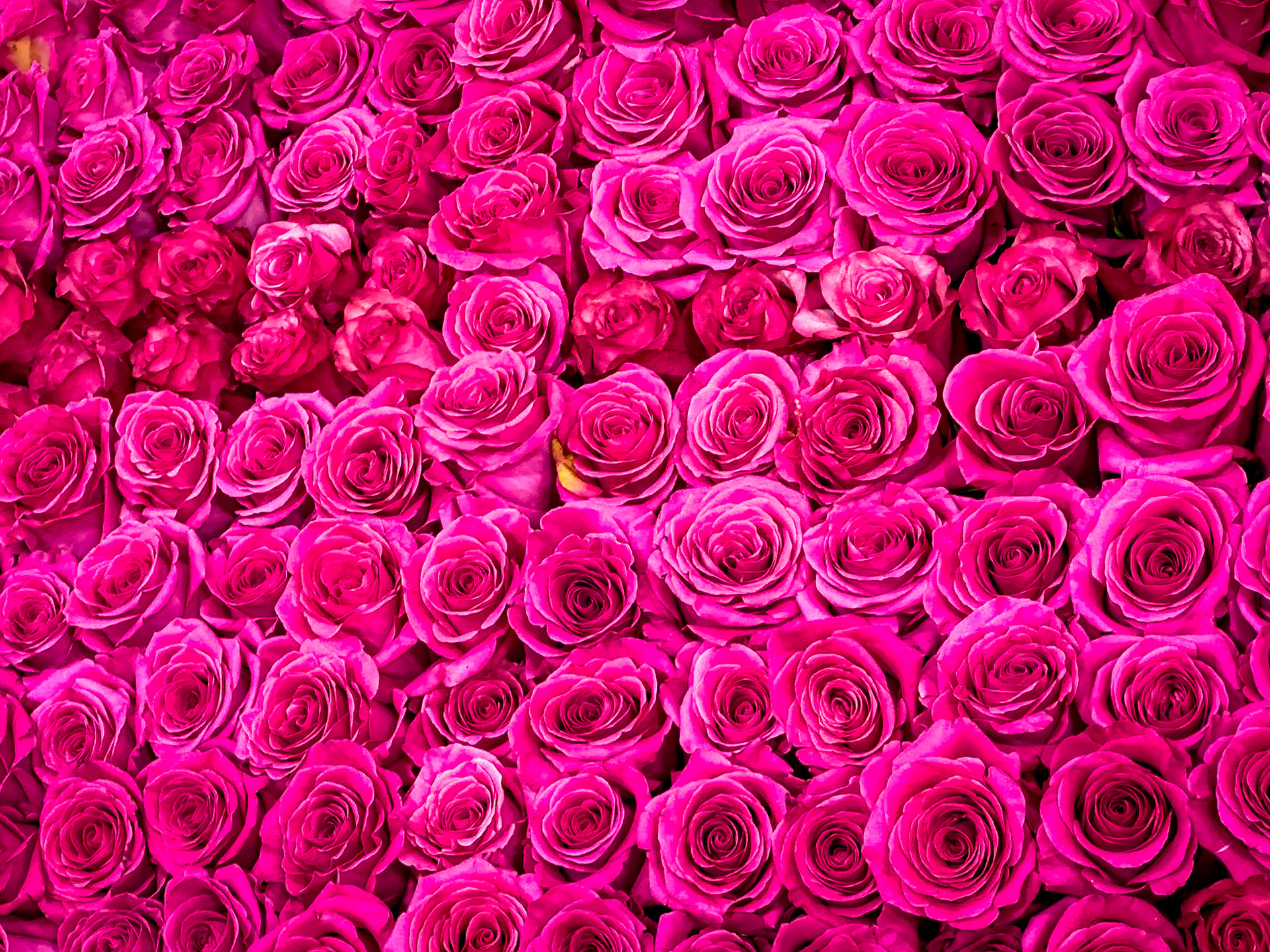 Yup... the tournament of roses has a lot of these on the floats!