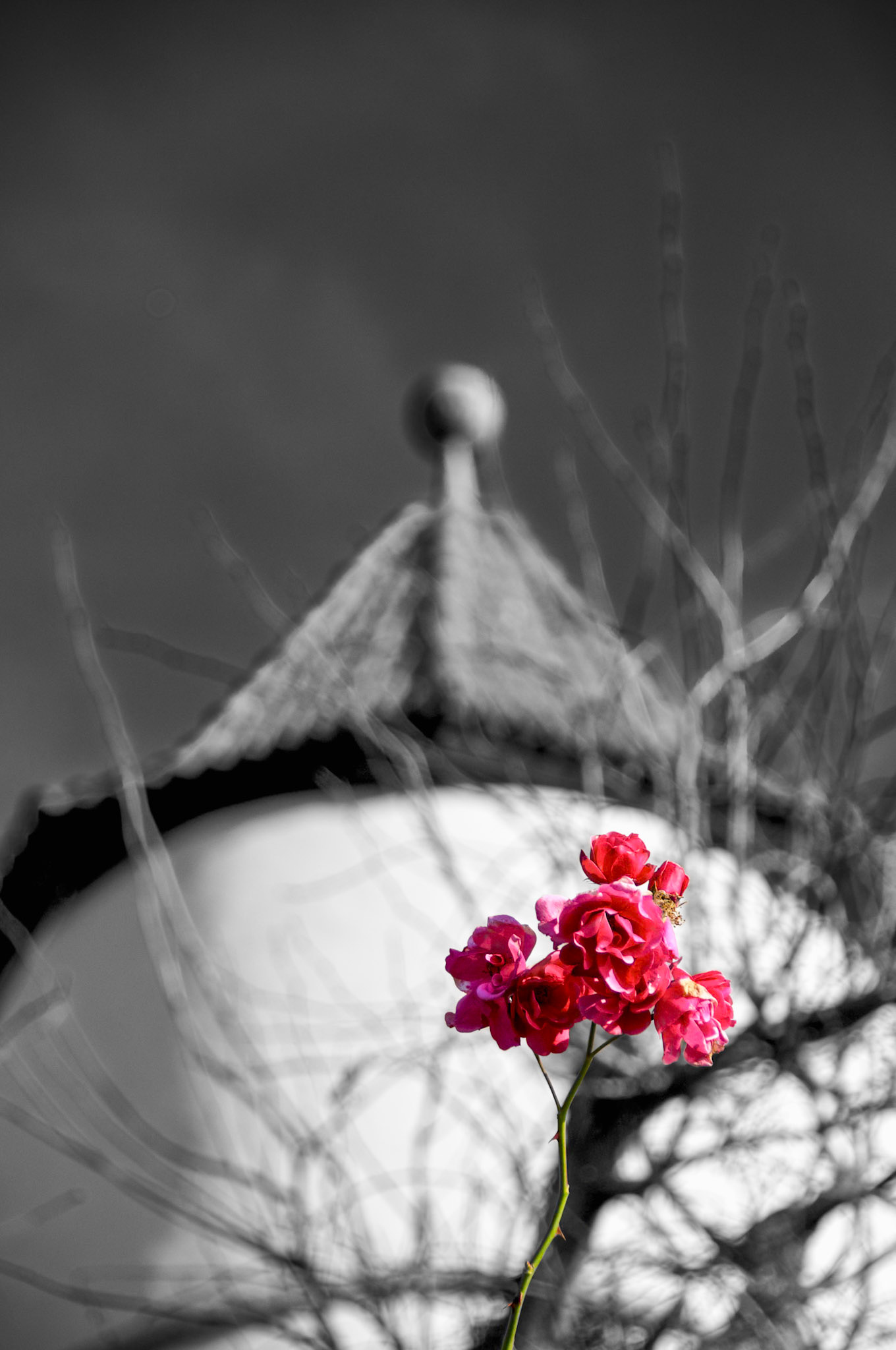 November in Wertheim, Germany, on the Main River, proves this is one persistent flower.