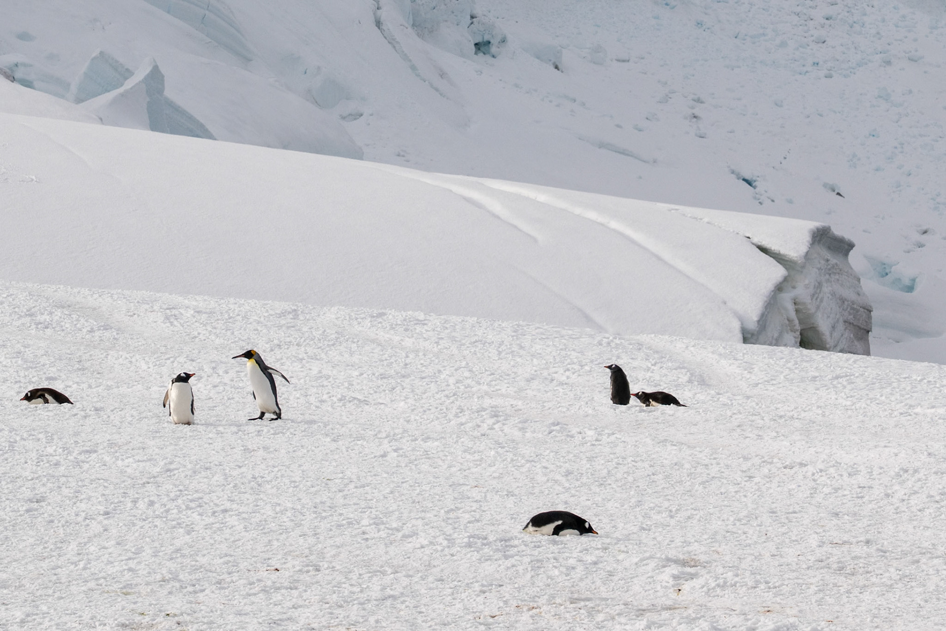King Penguin (Aptenodytes patagonicus) at 70-100cm towers above the Gentoo Penguins in the area. This was a rare and odd sighting. For context the King Penguin is the second largest penguin species, only slightly smaller than the Emperior Penguin.