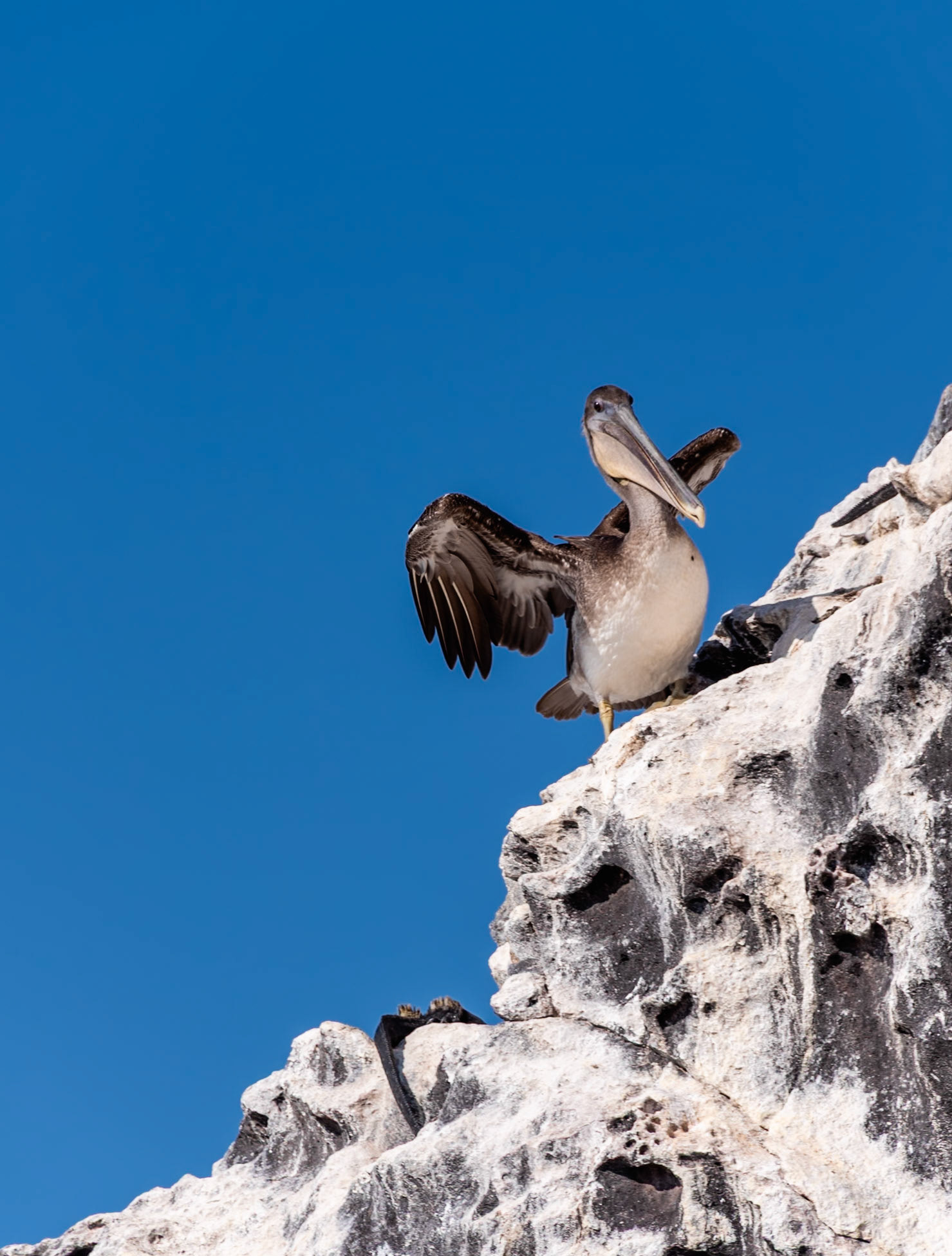 The Brown Pelican is a common resident of Galapagos. While ungainly on land (as pictured here), these large, heavy water birds are accomplished gliders.