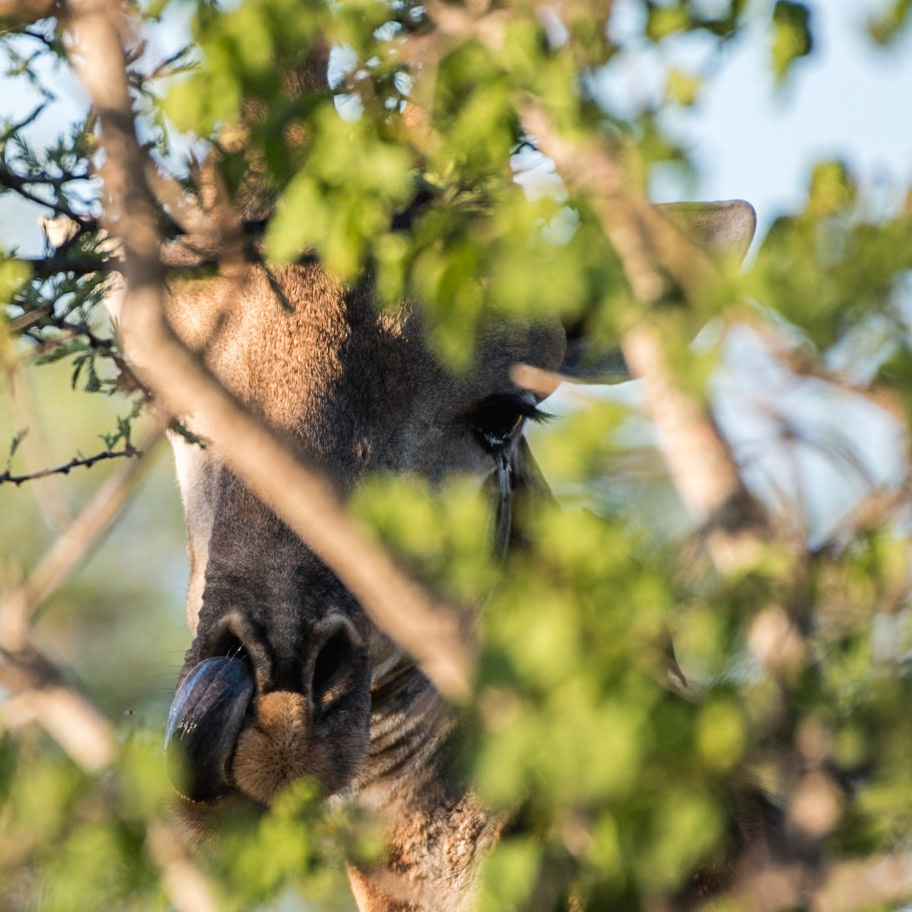 Typical Giraffe - they're always tough to spot as they tend to hide behind the trees.